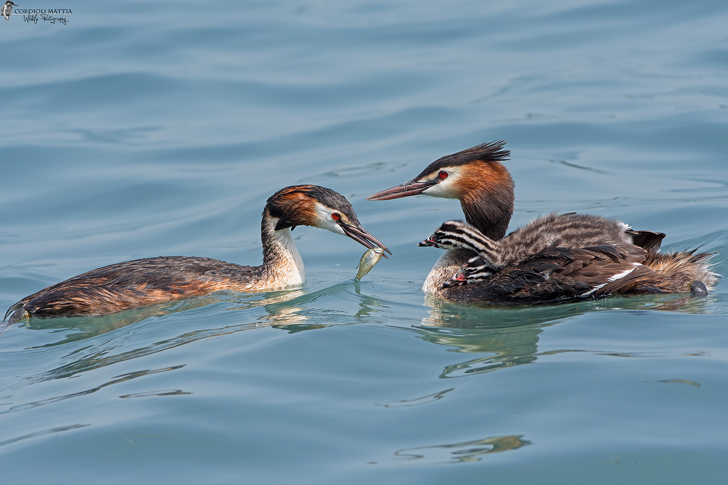 cue the little grebe ....