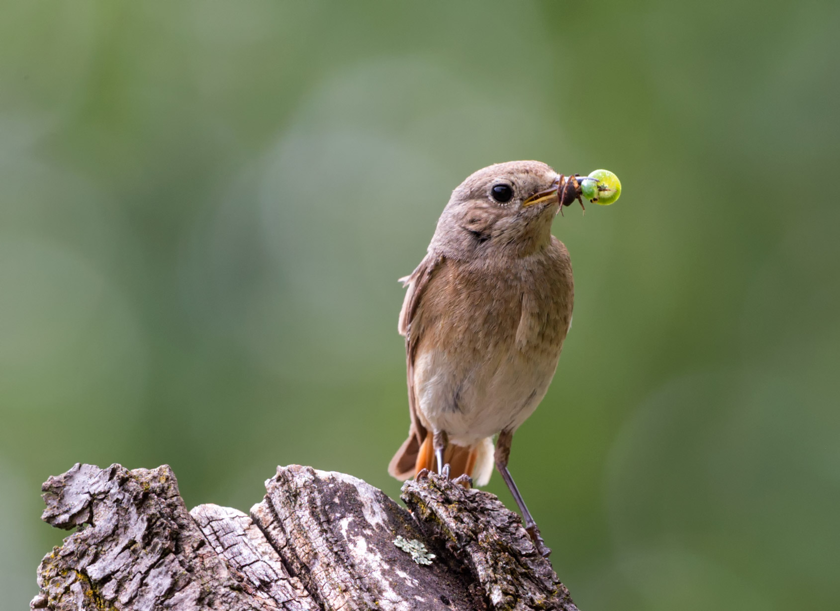 Stop before the nest