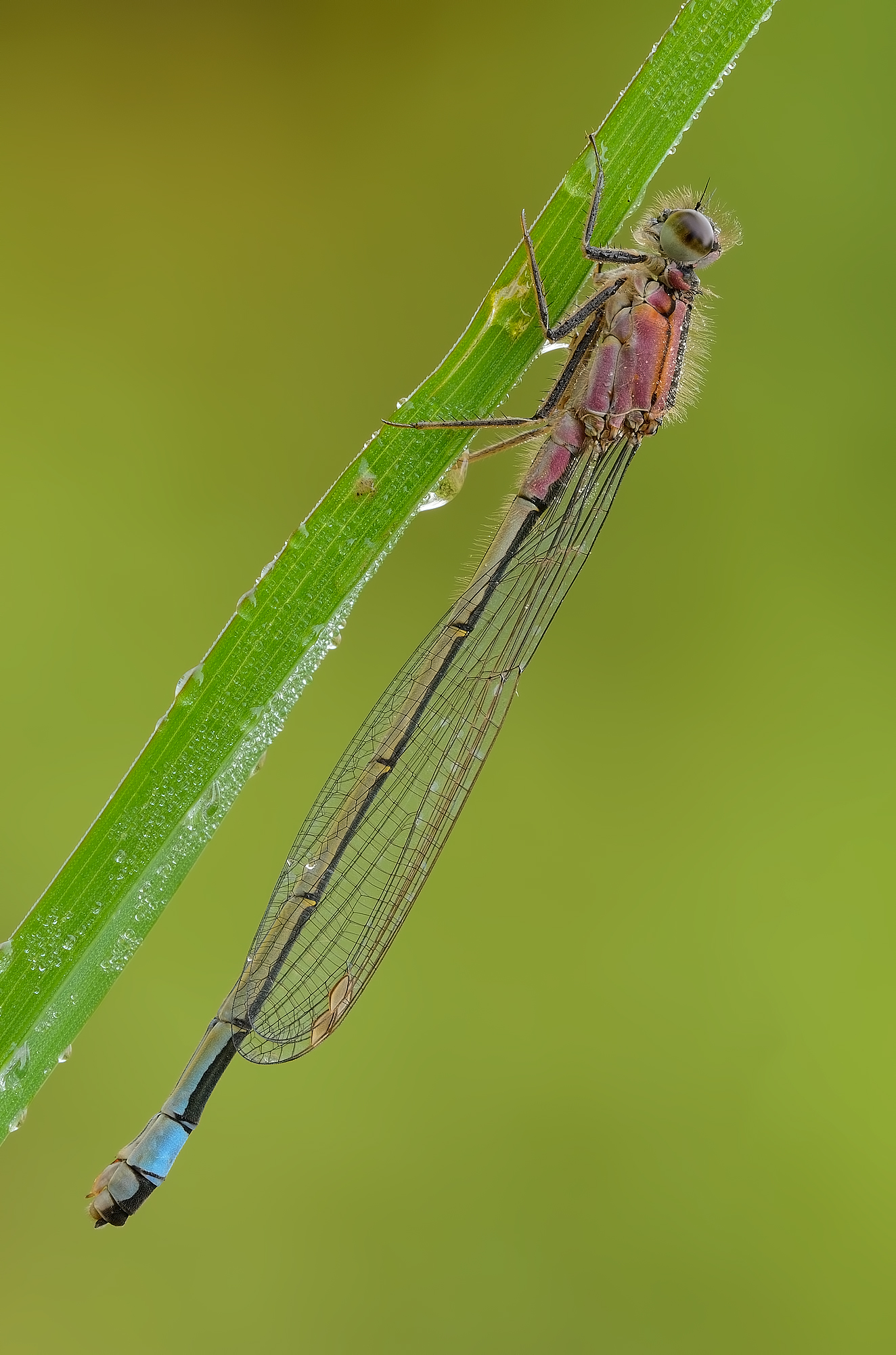 Ischnura elegans ( femmina immatura )