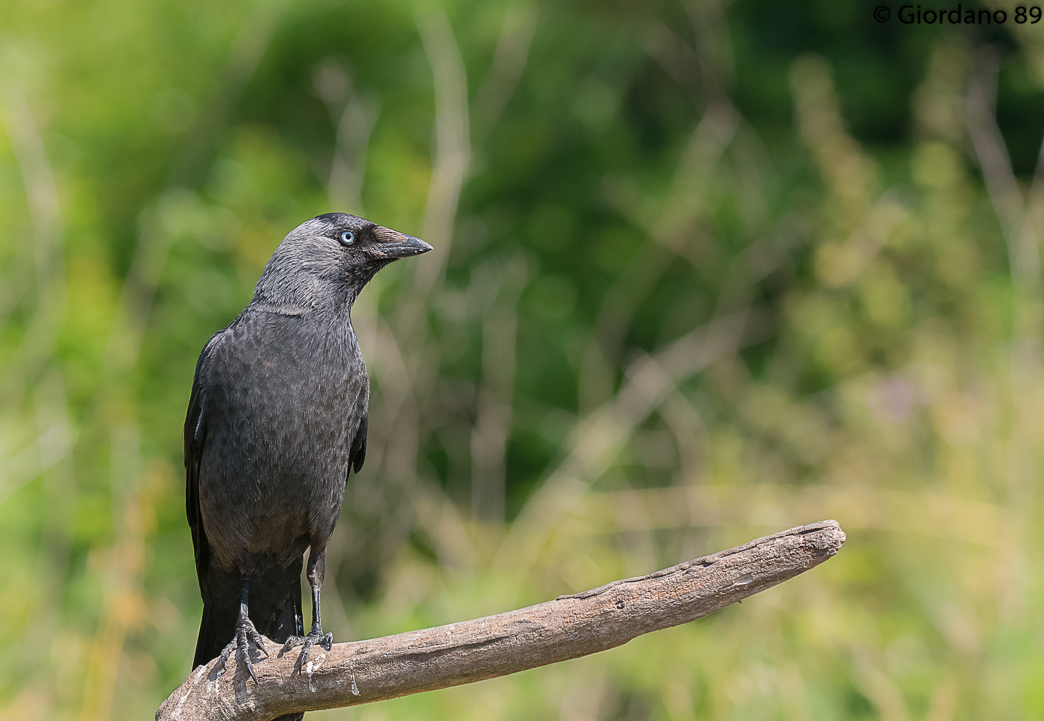 Jackdaw