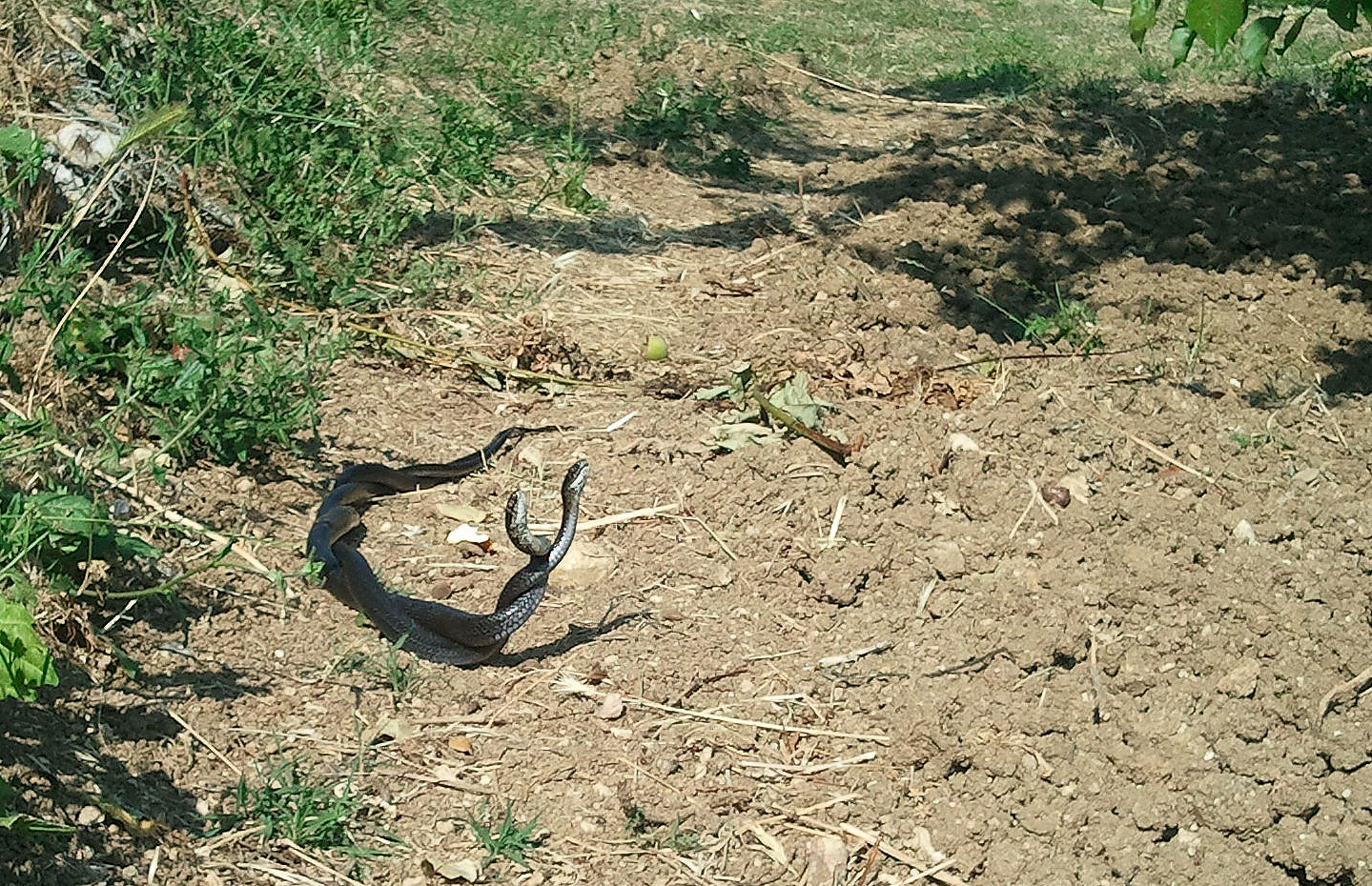 biacchi da cellulare