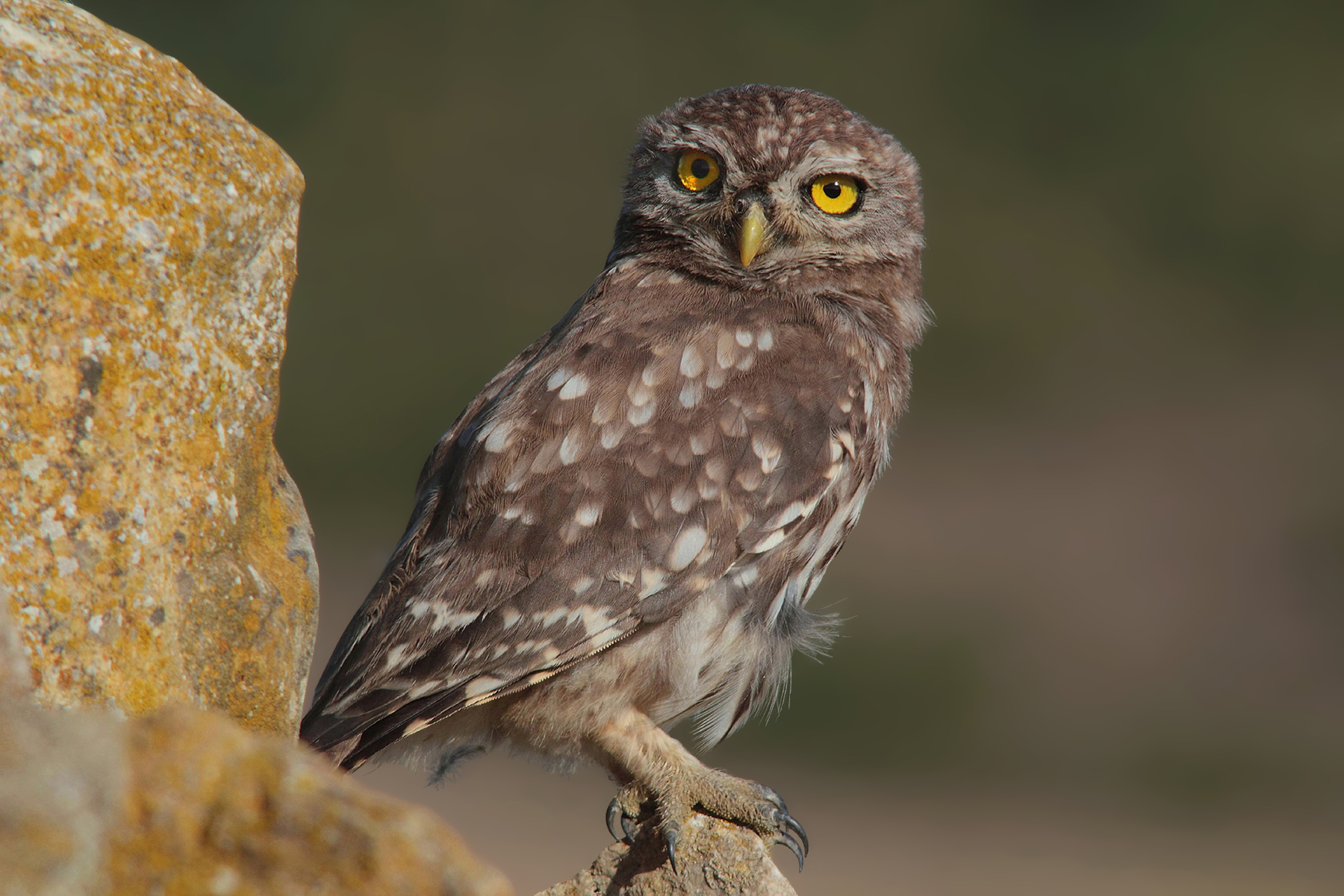 Civetta con sguardo in camera
