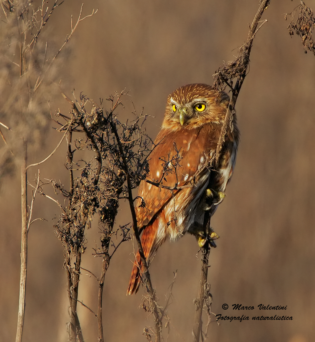 Pygmy owl