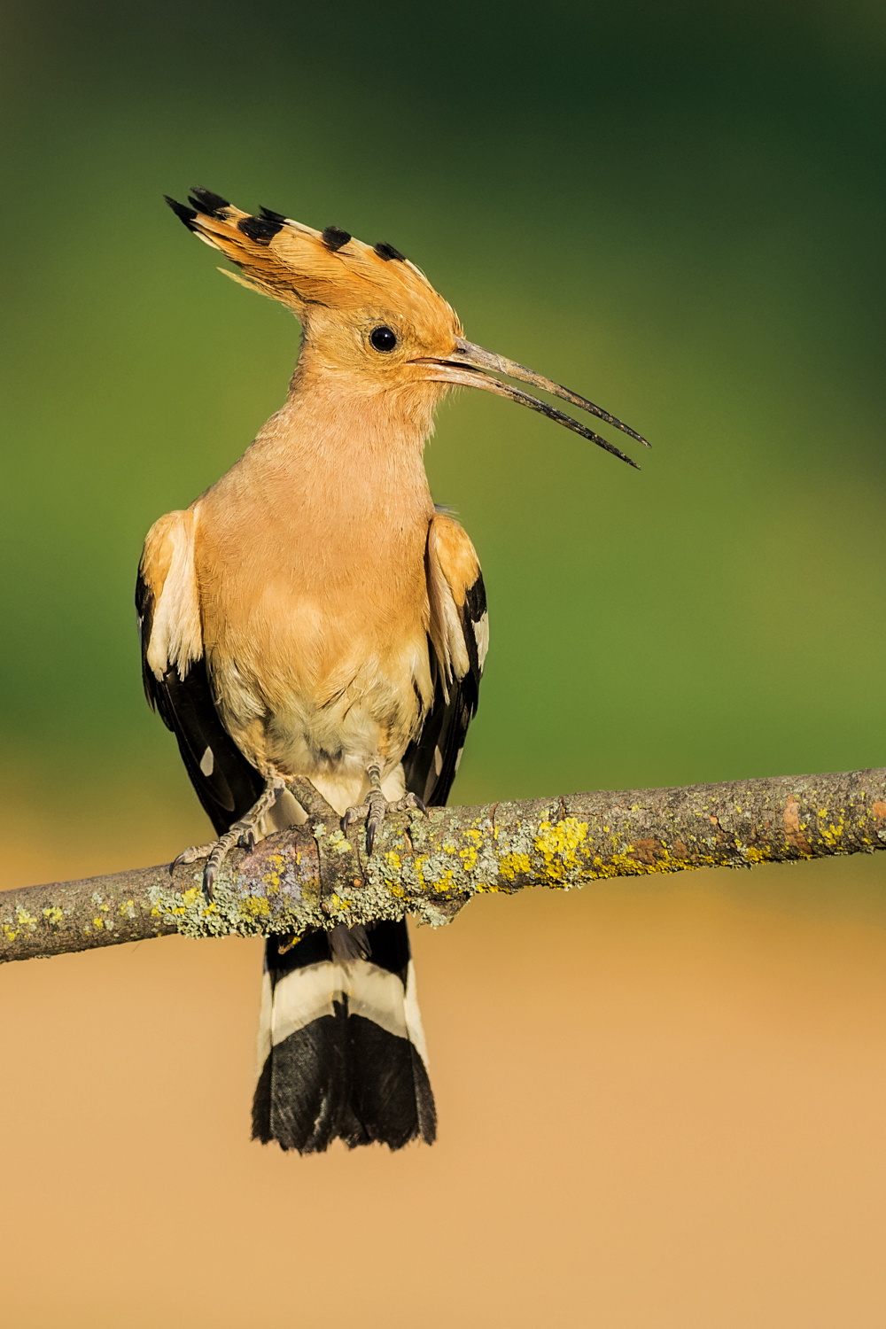 hoopoe