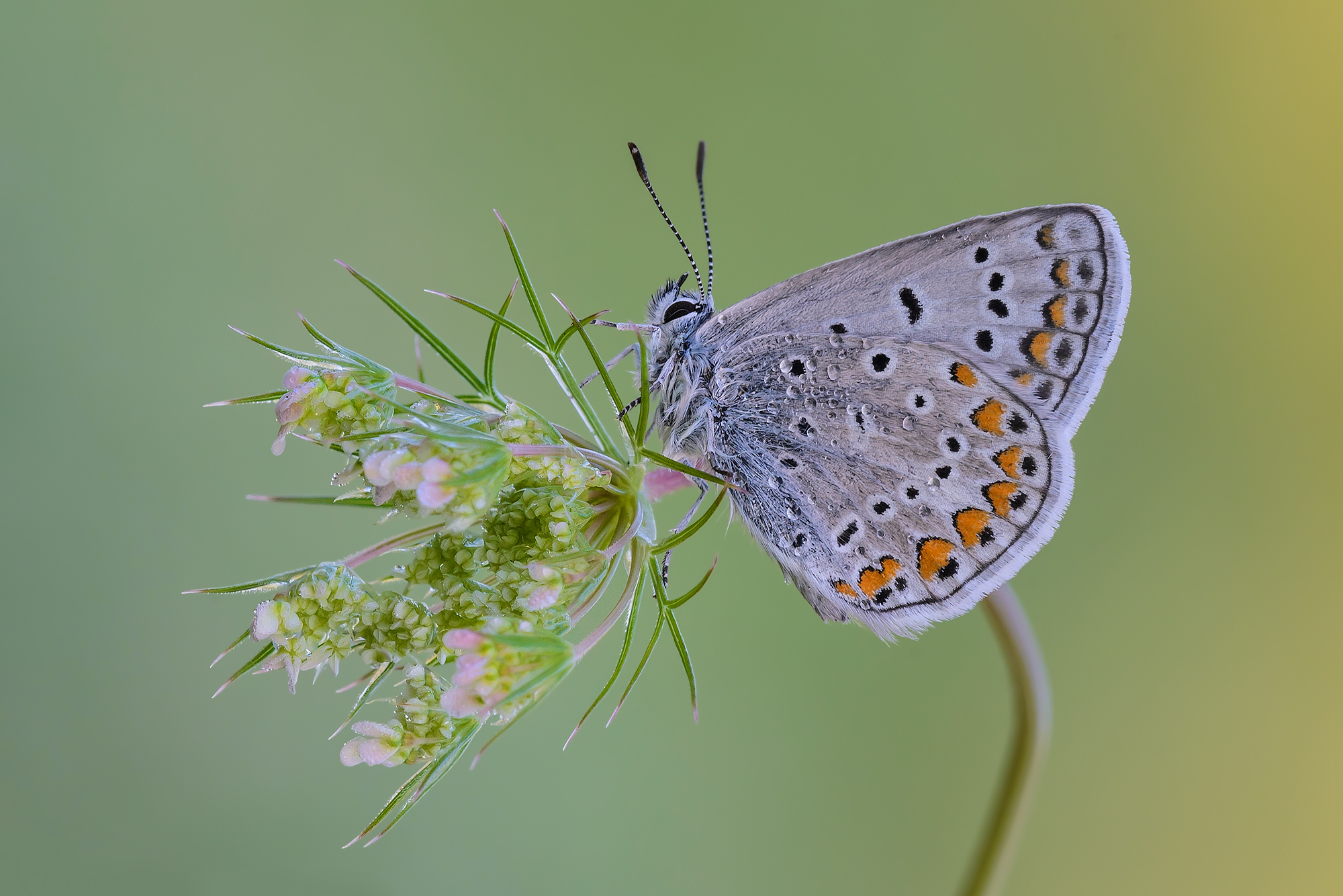 Polyommatus icarus