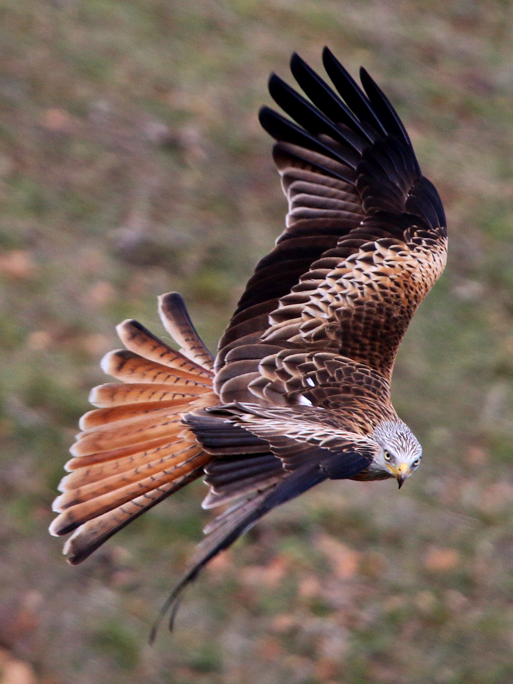 Royal kite in flight