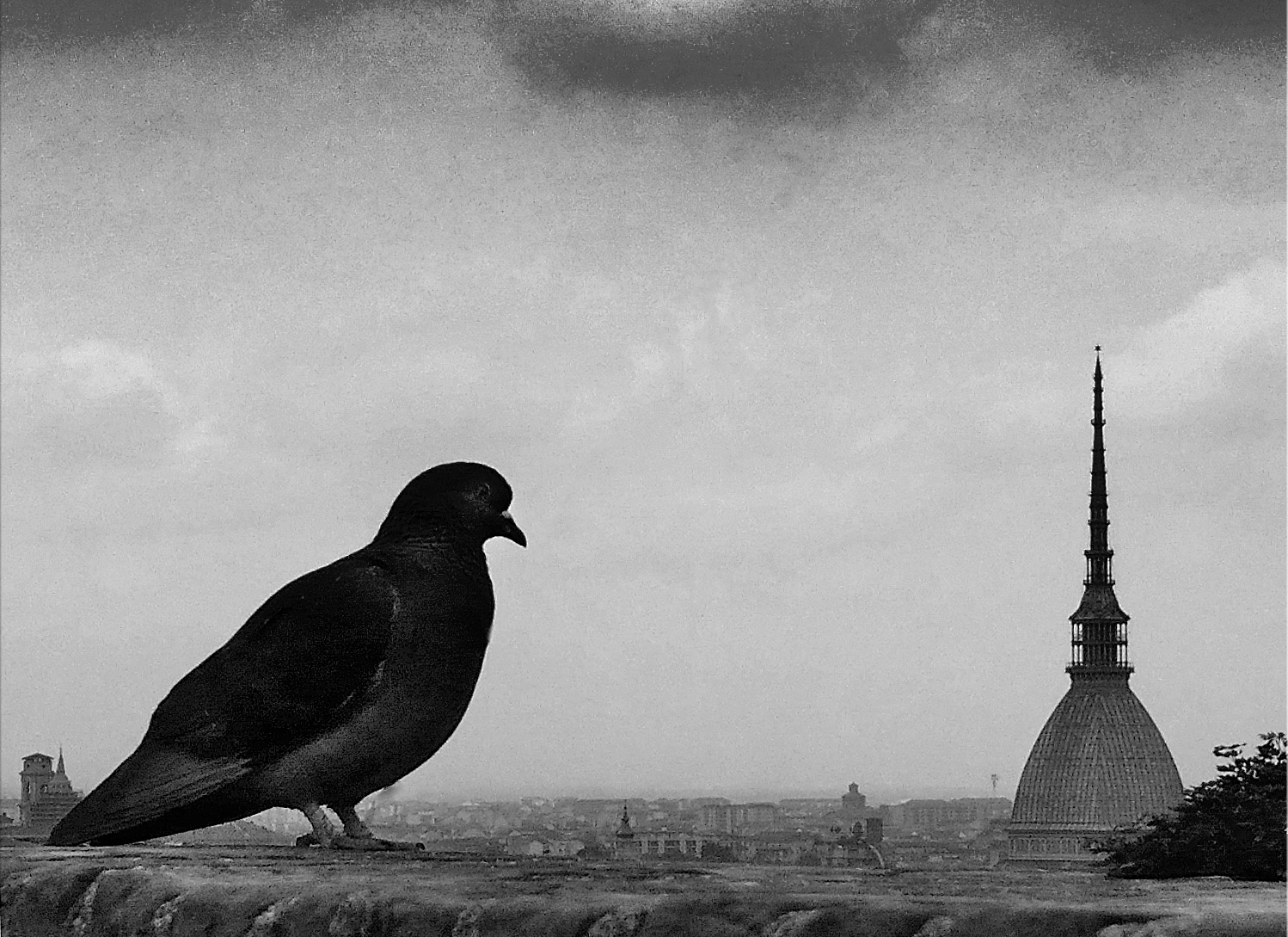 "Vista" della MOle Antonelliana