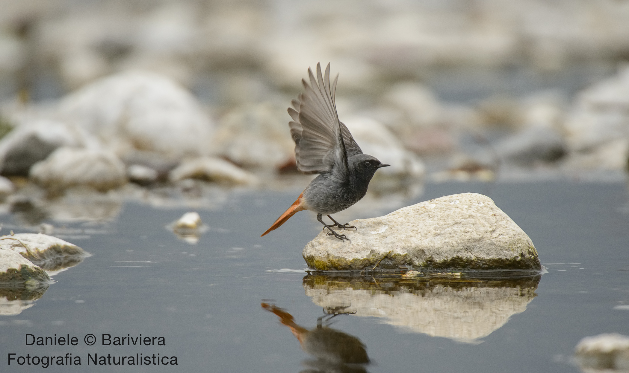 codirosso spazzacamino