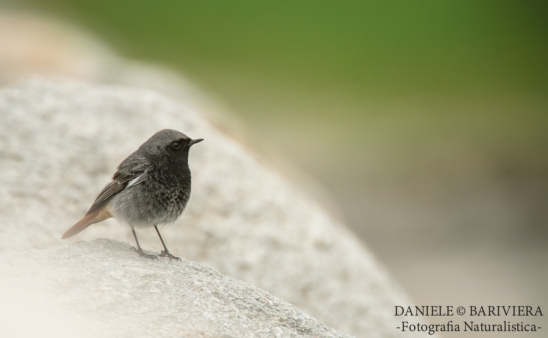 codirosso spazzacamino