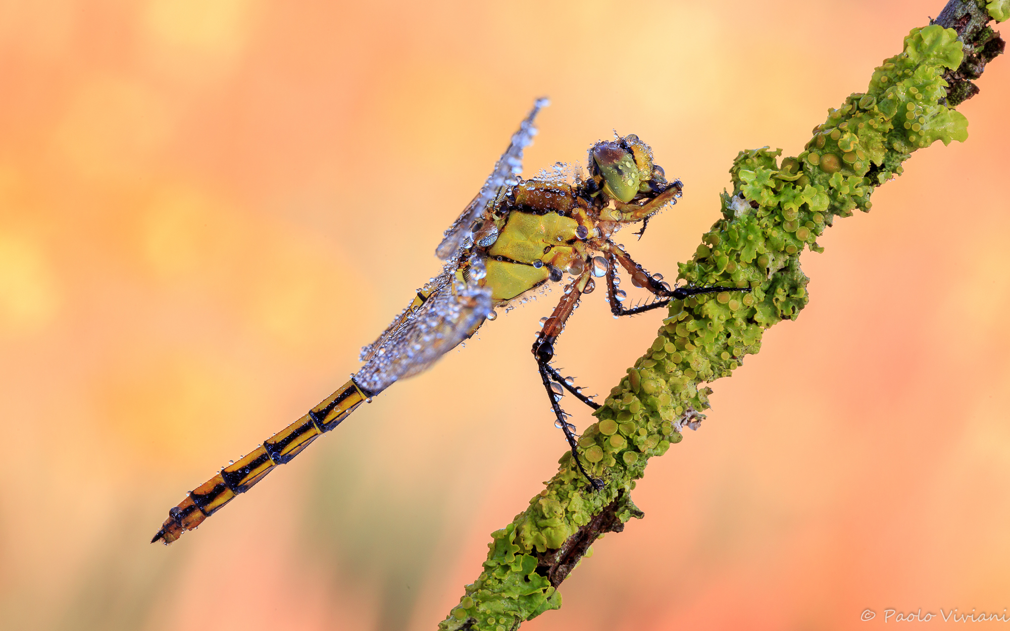 Dragonfly ... gocciolosa