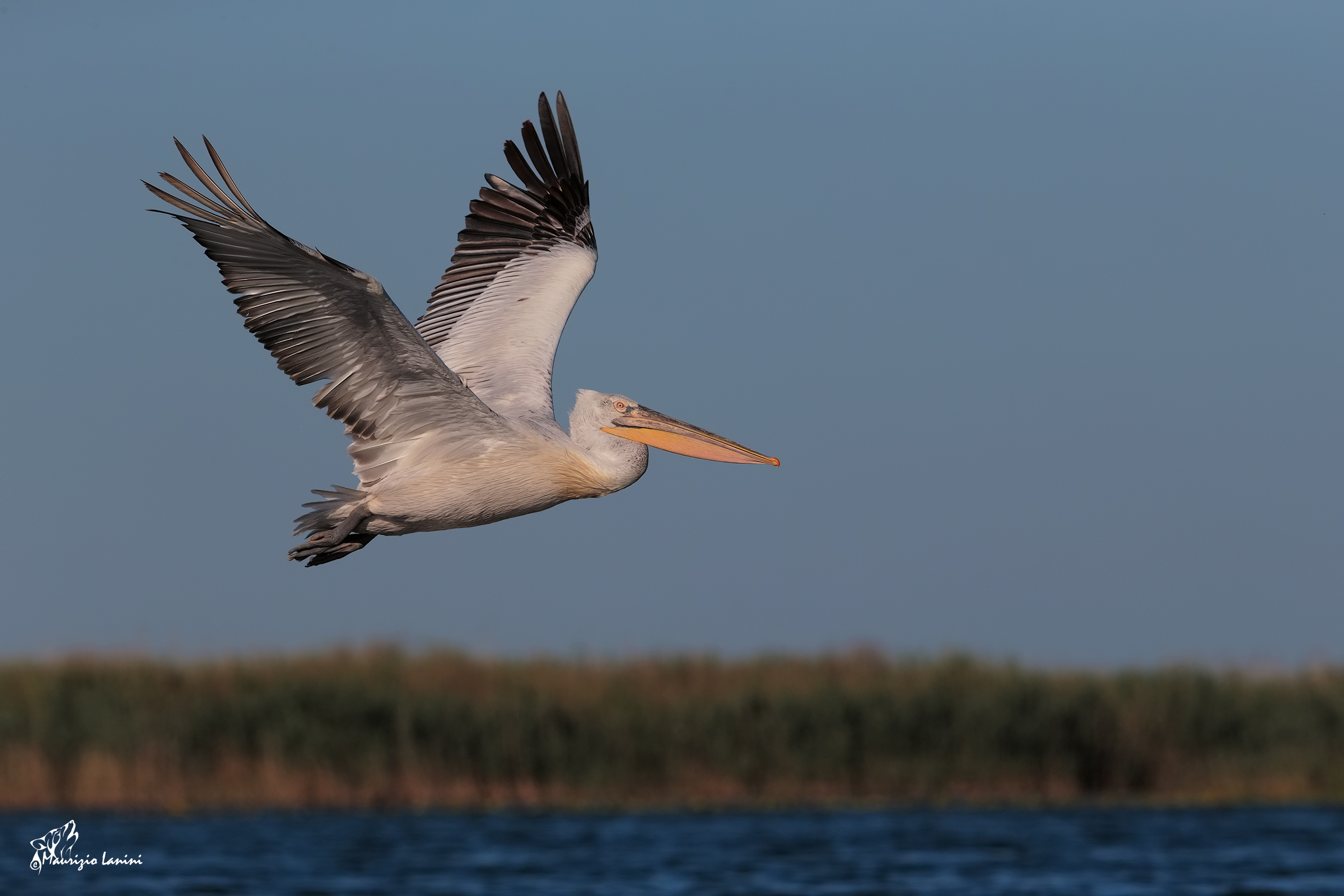 Pellicano riccio ( solo HD)