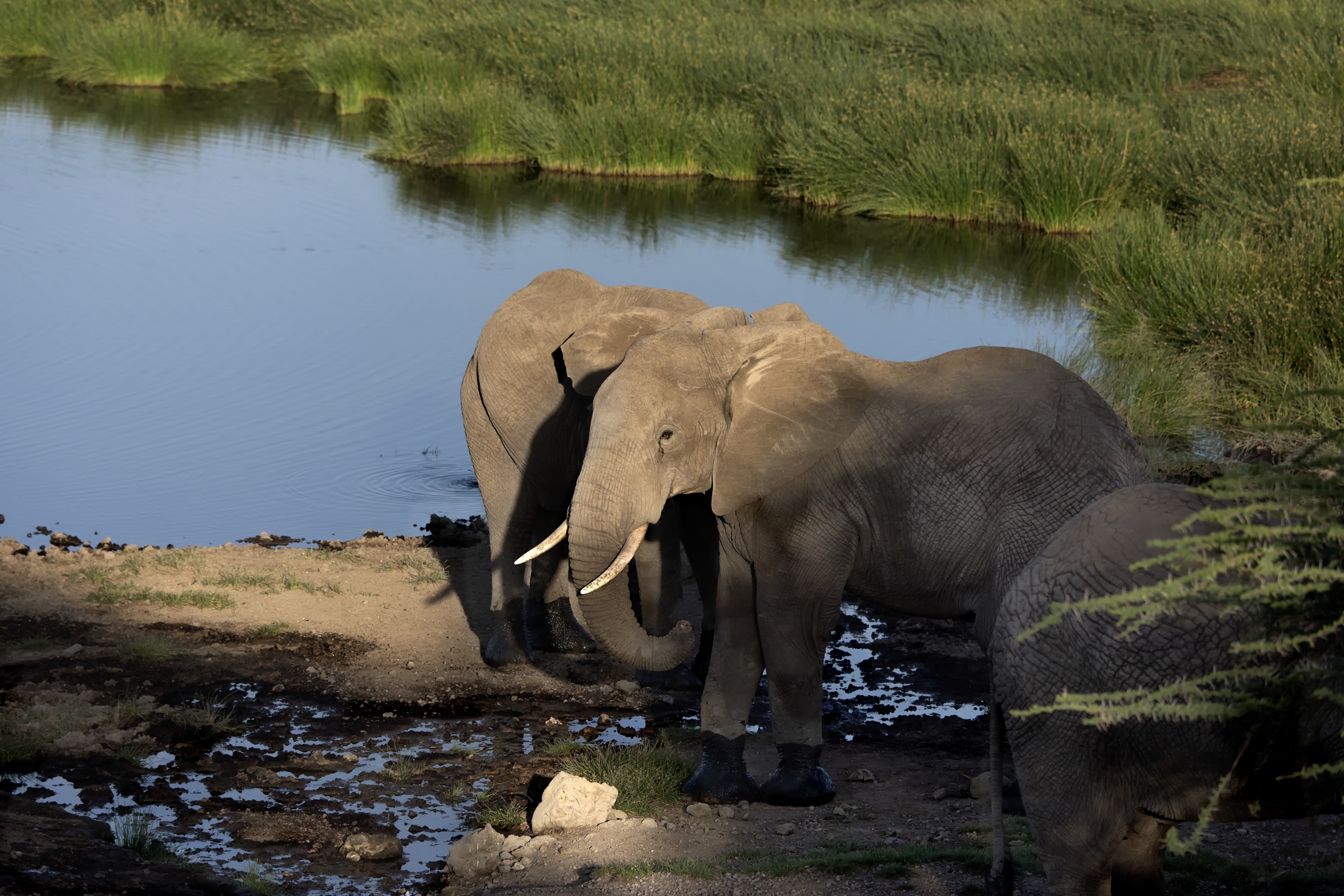 Tanzania 2015 - Elefanti