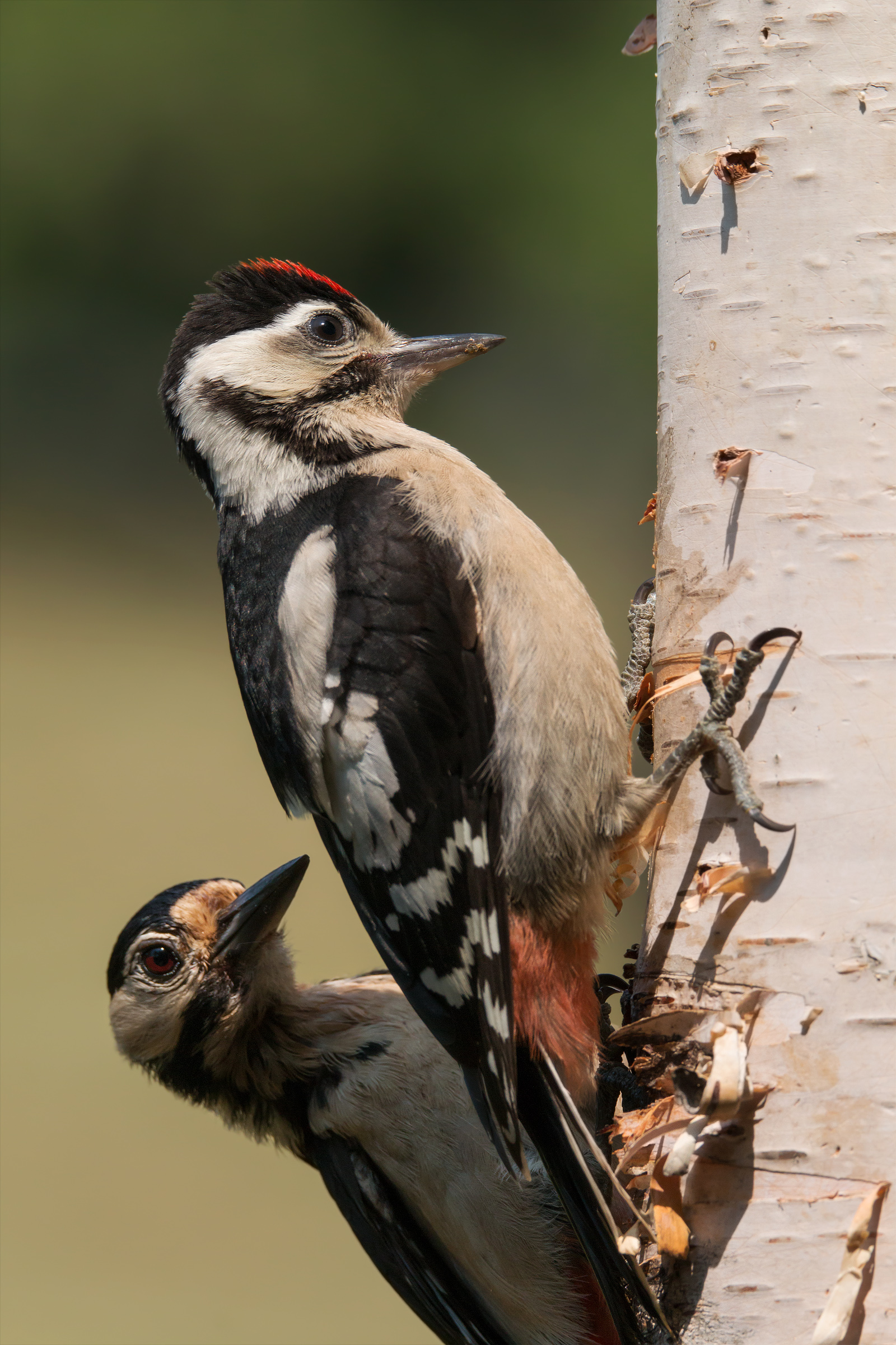 Young woodpecker with Mom