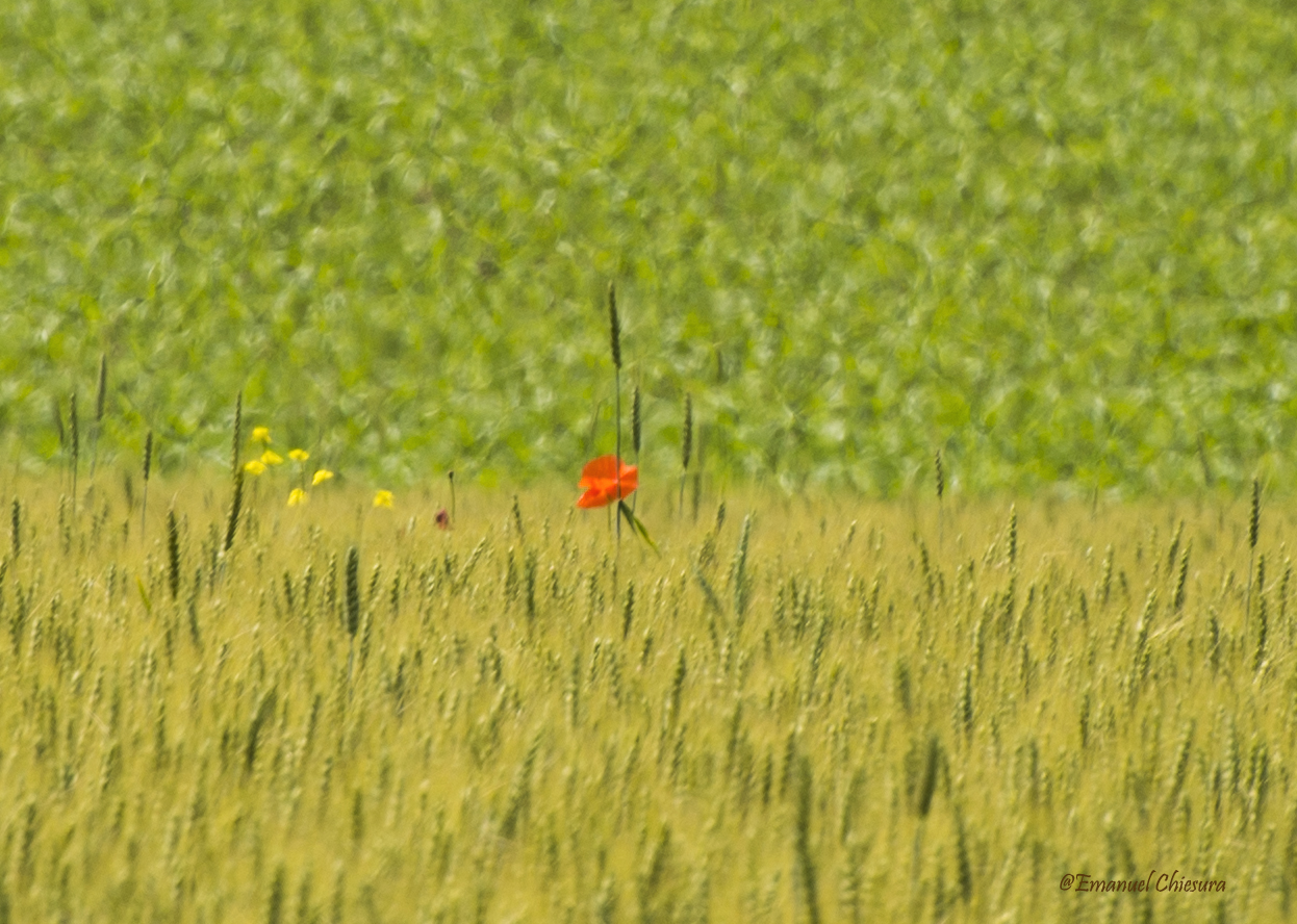The Red Poppy