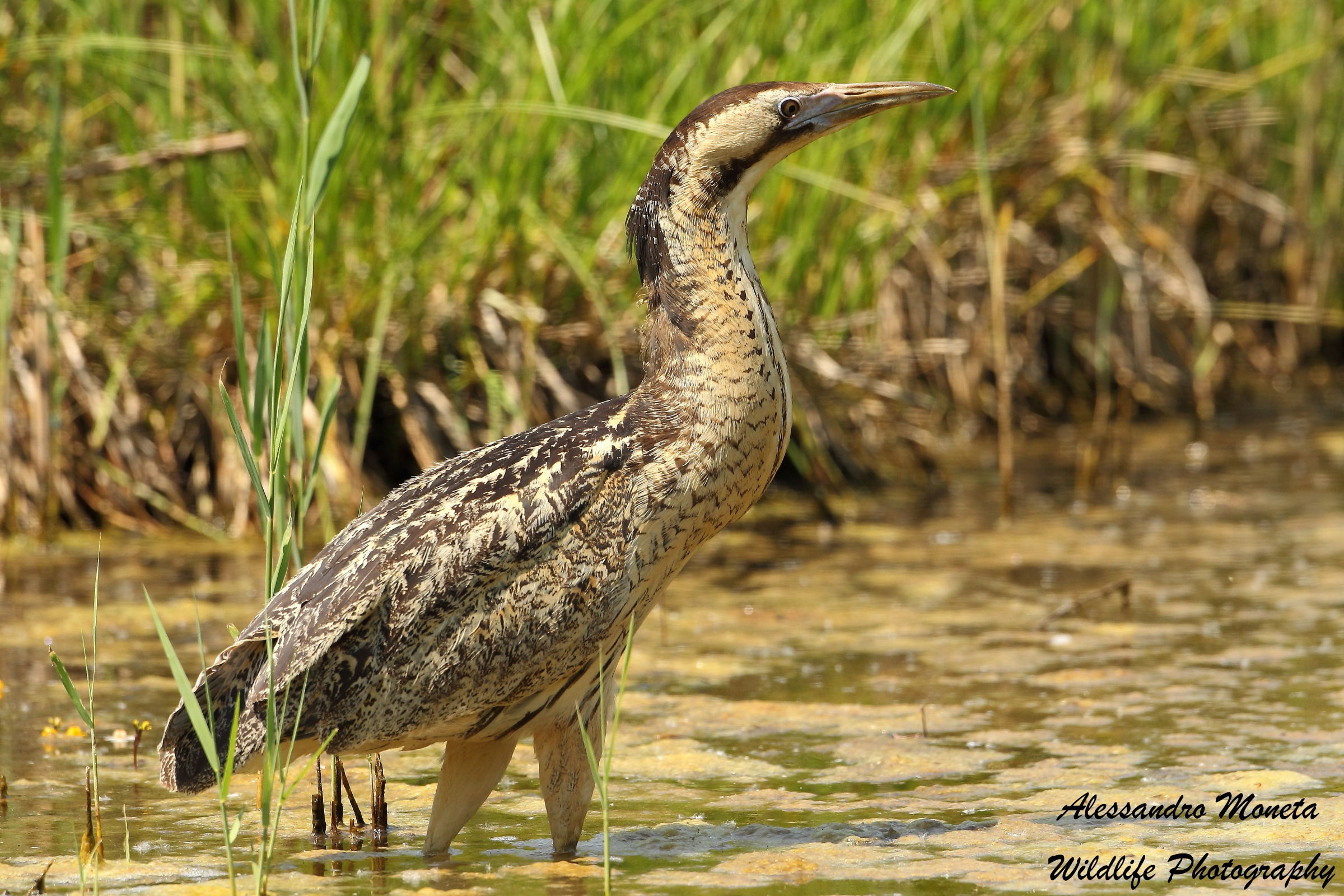 Bittern
