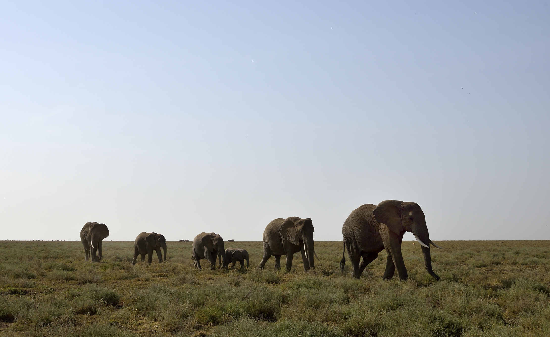 Tanzania 2015 - Elefanti