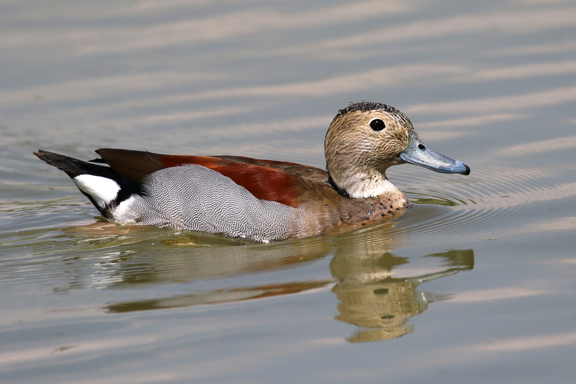 Ringed Teal