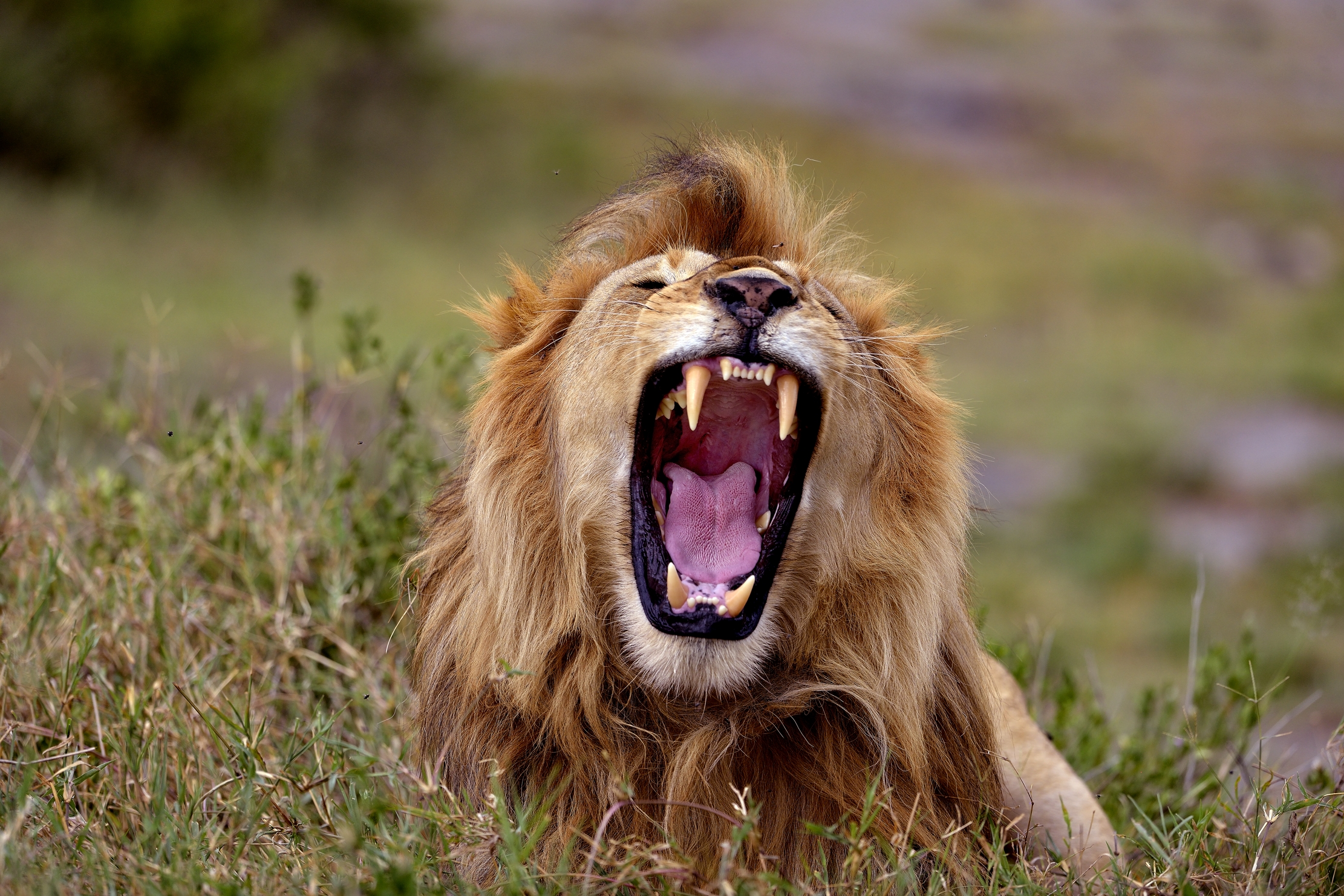 Tanzania 2015 - Gola profonda