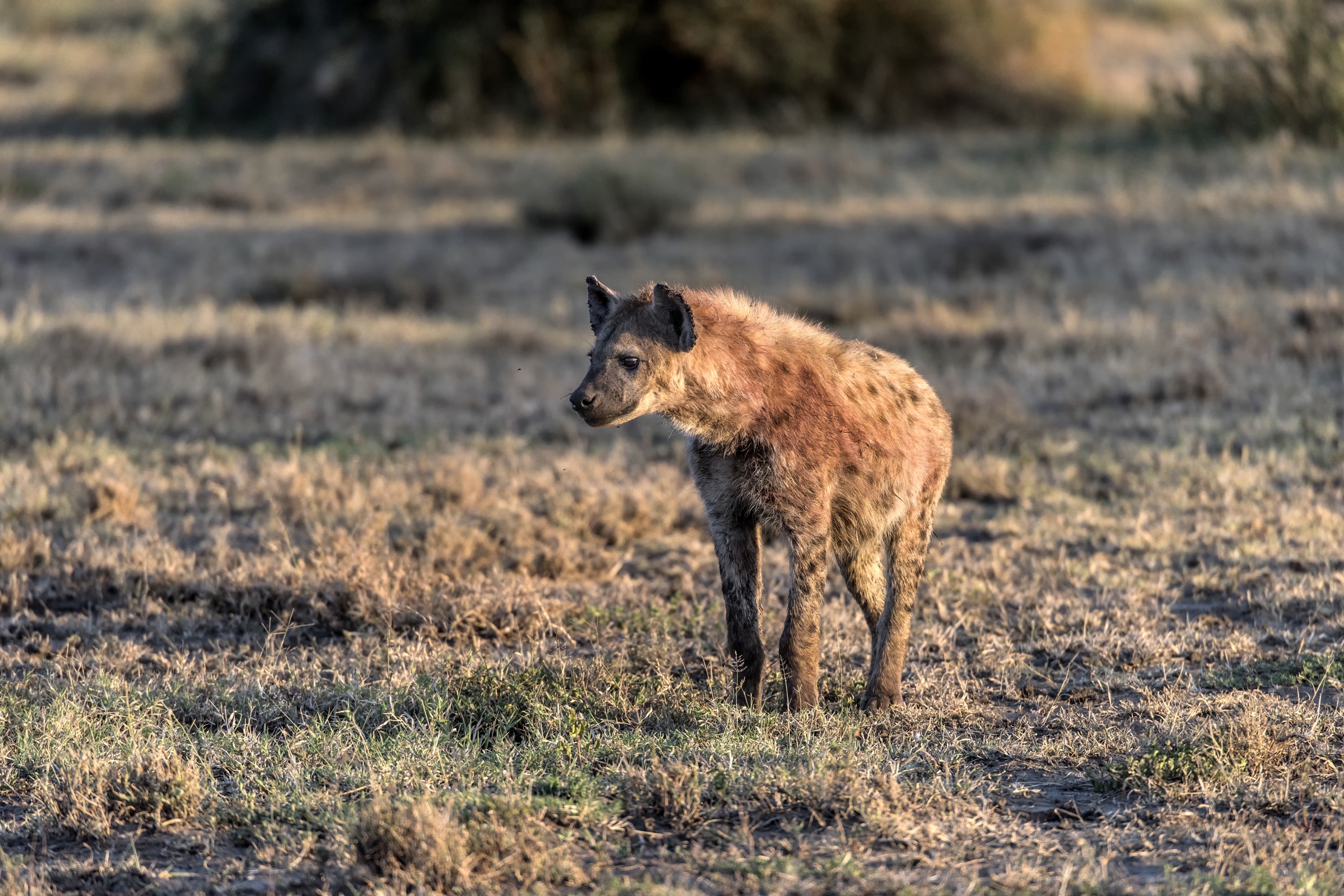 Tanzania 2015 - Iena