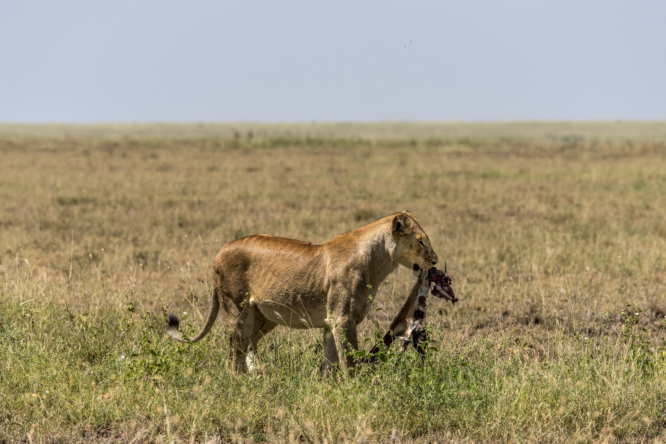 Tanzania 2015 - Stracci