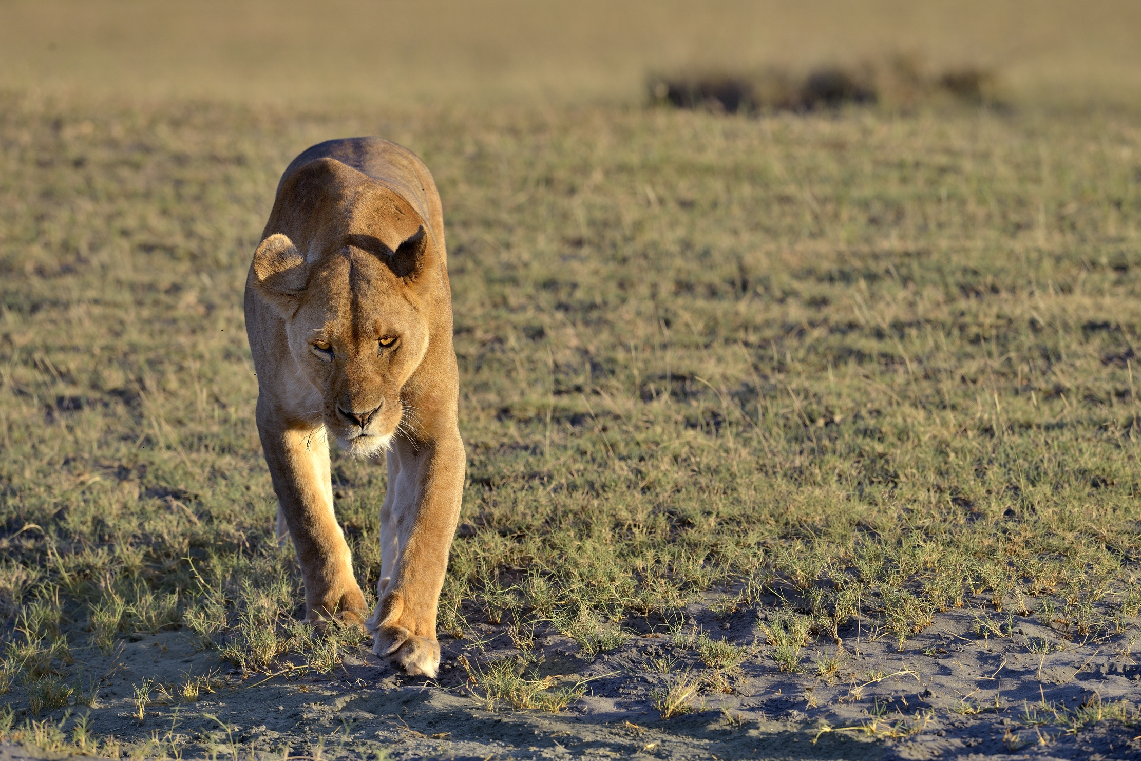 Tanzania 2015 - L'incedere