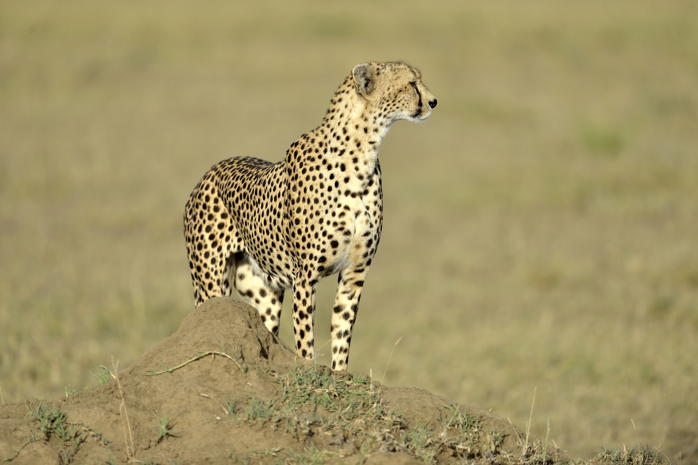 Tanzania 2015 - Mamma Ghepardo