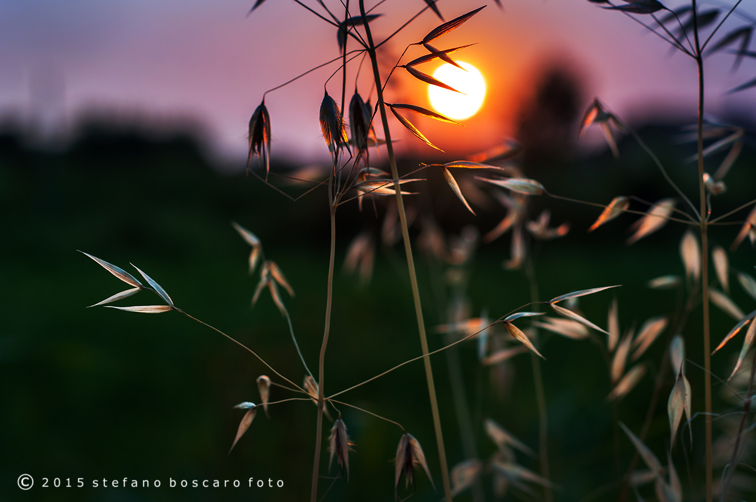 tramonto su erba secca