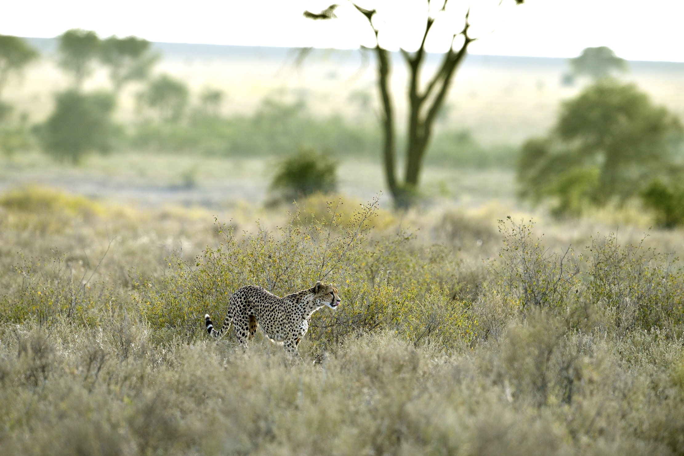 Tanzania 2015 - Nella savana