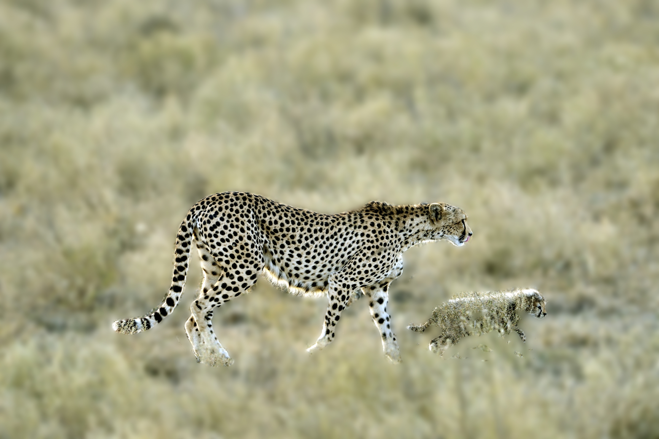 Tanzania 2015 - A zonzo