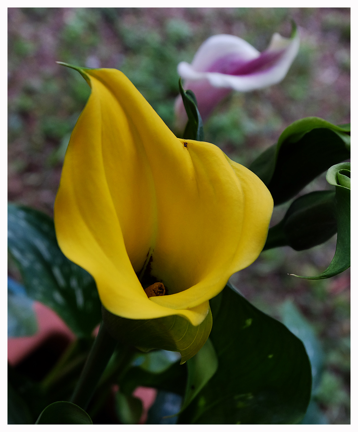 Calla yellow