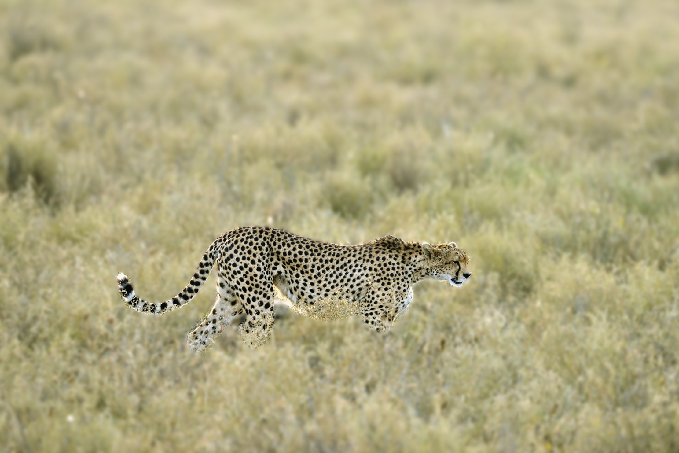 Tanzania 2015 - A zonzo