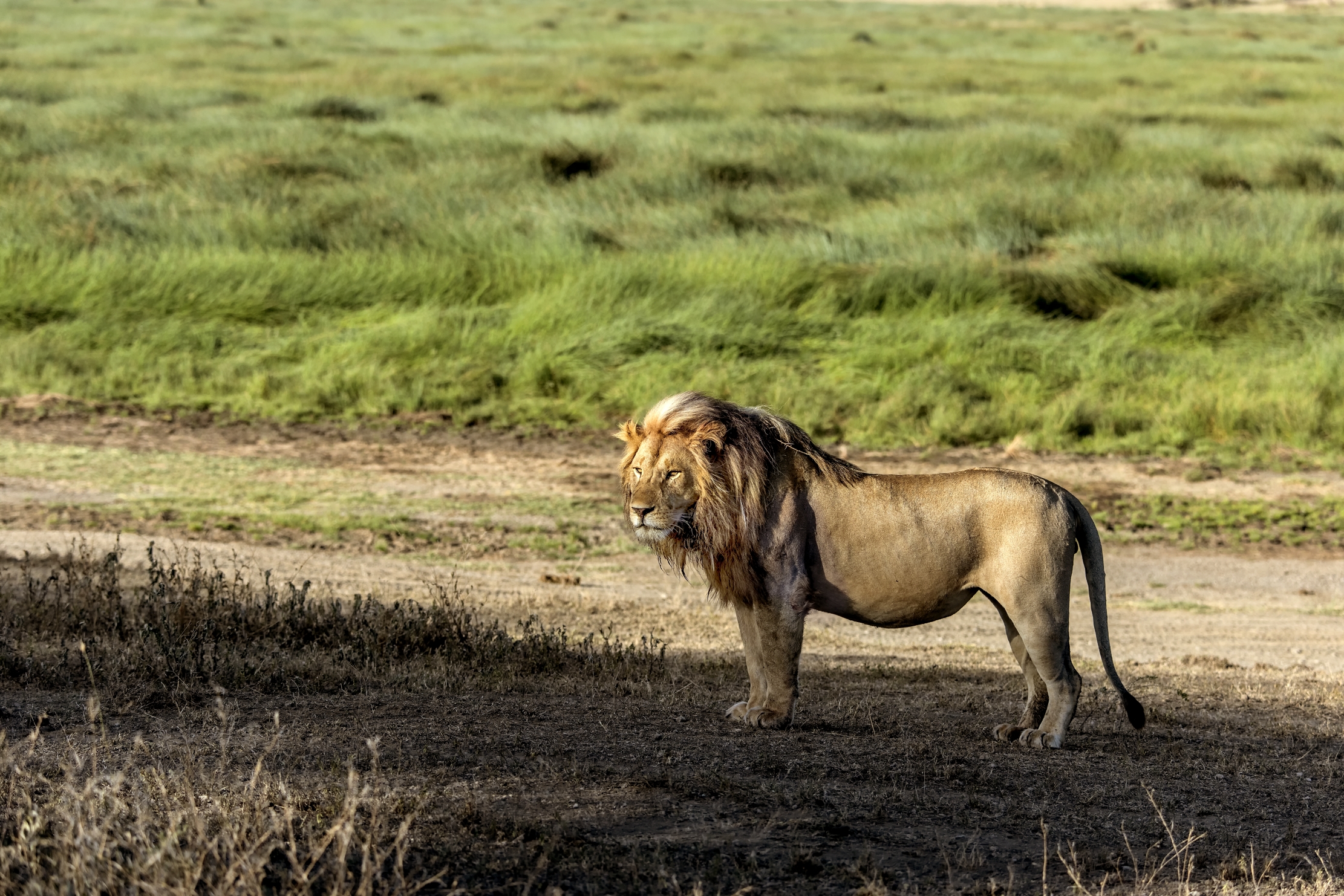 Tanzania 2015 - Leone
