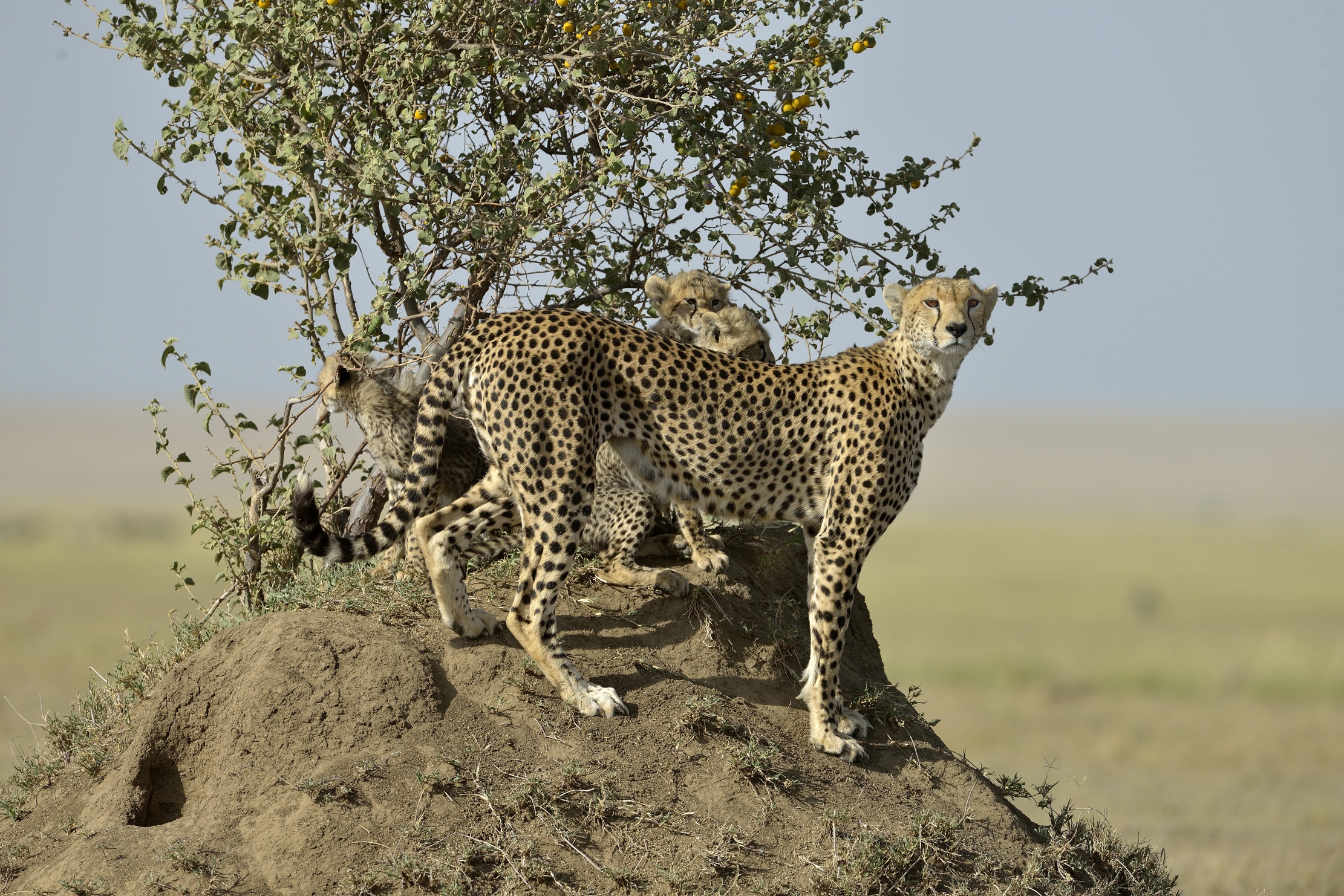 Tanzania 2015 - Sul termitaio