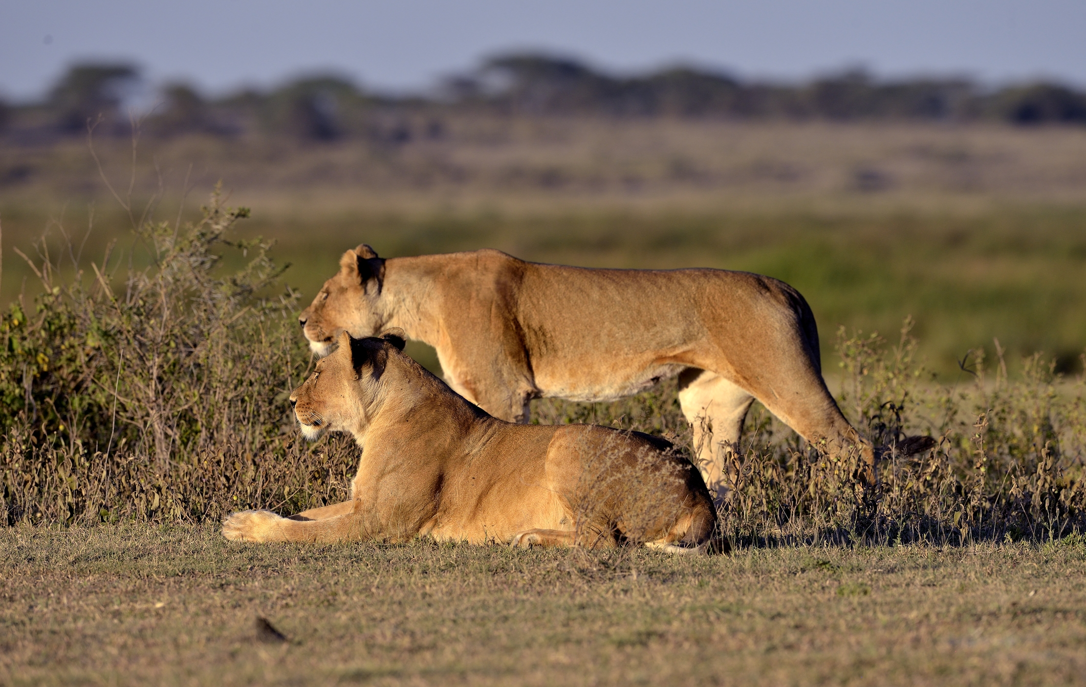 Tanzania 2015 - Di punta