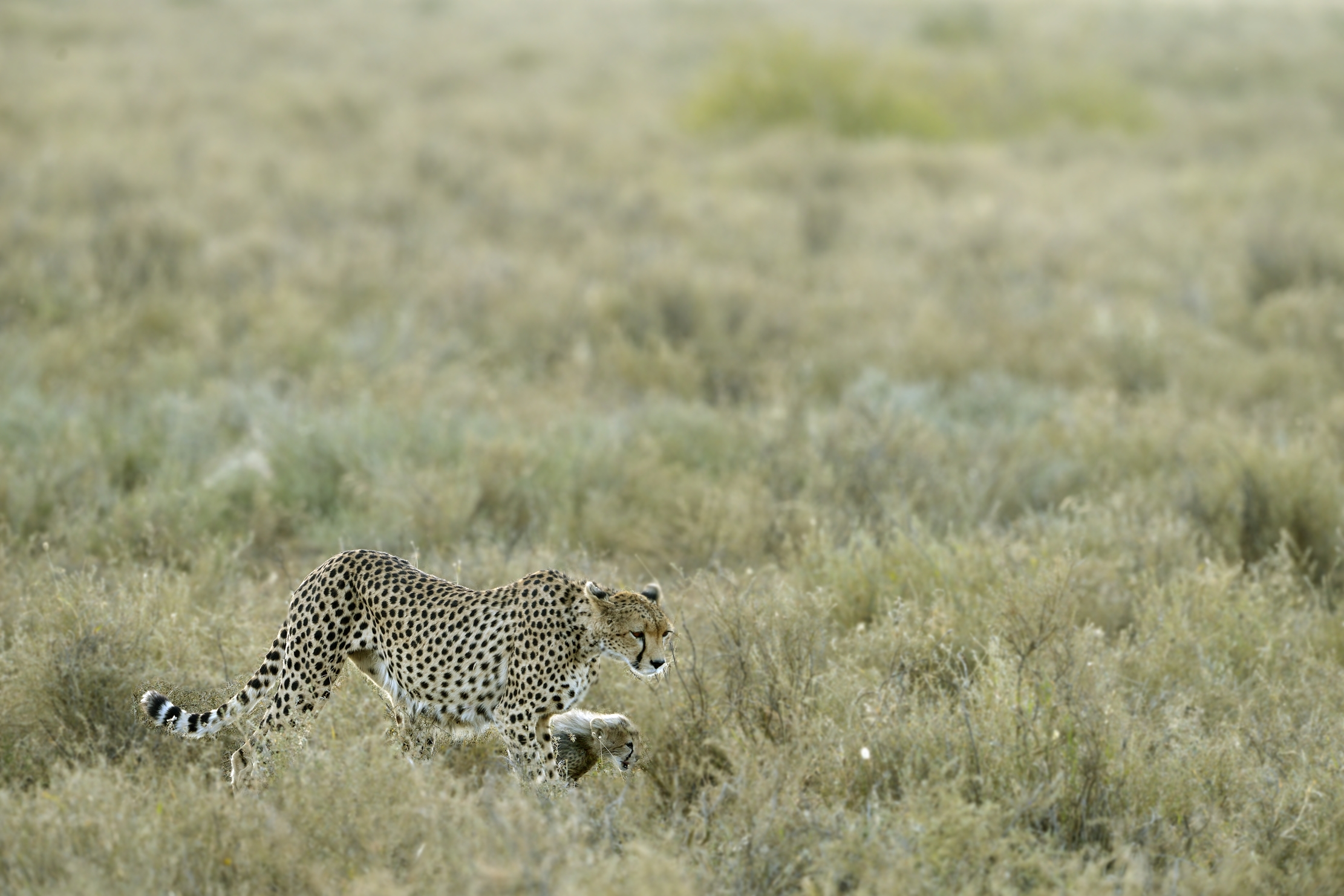 Tanzania 2015 - Nella Savana