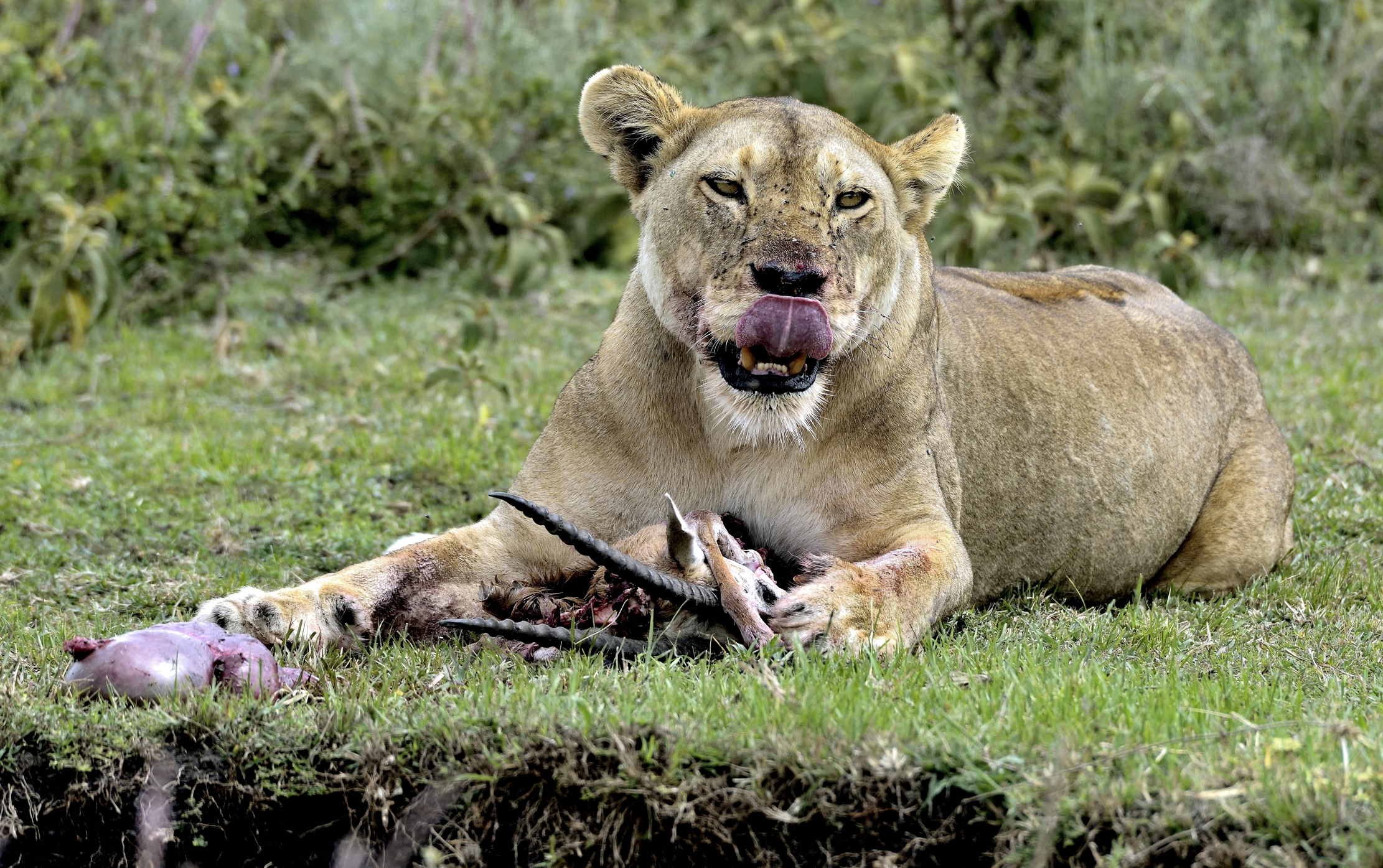 Tanzania 2015 - Gustare