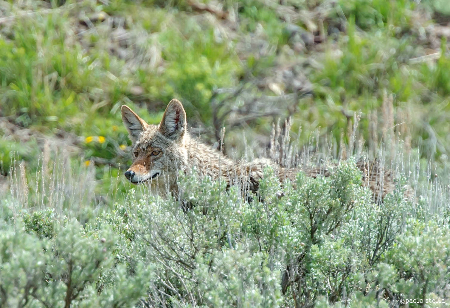 the look of the coyote
