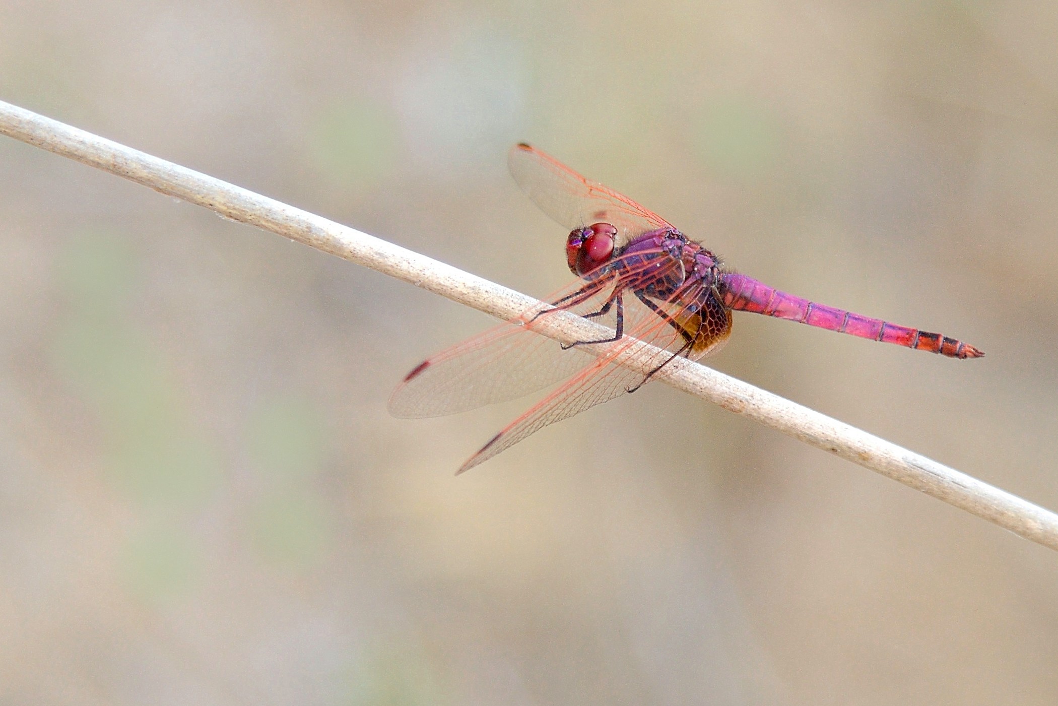 Libellula rossa