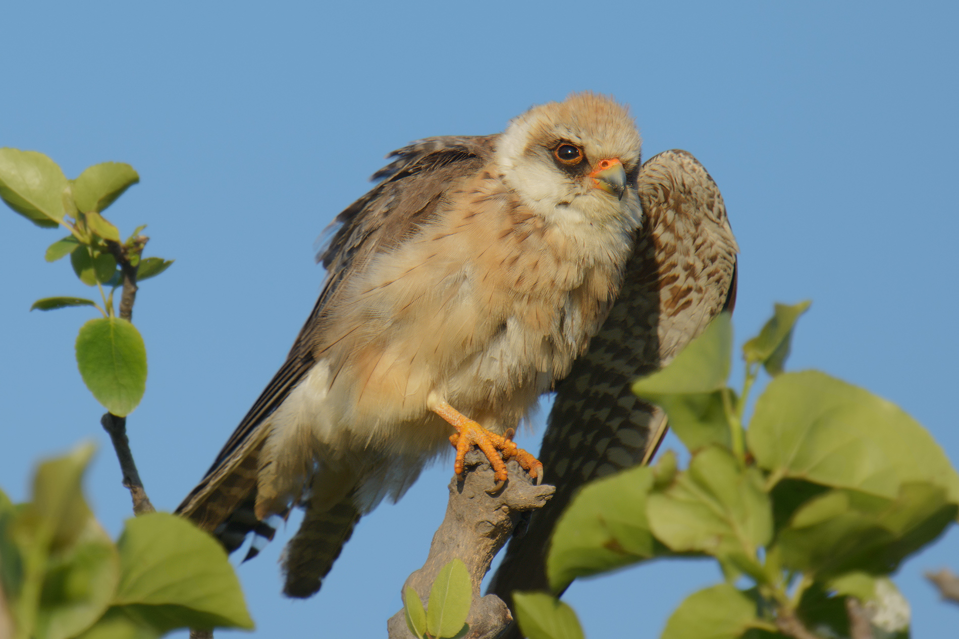 Red-footed Falcon