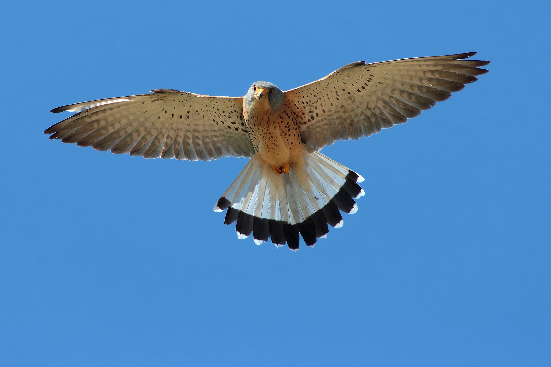 Grillaio male curious