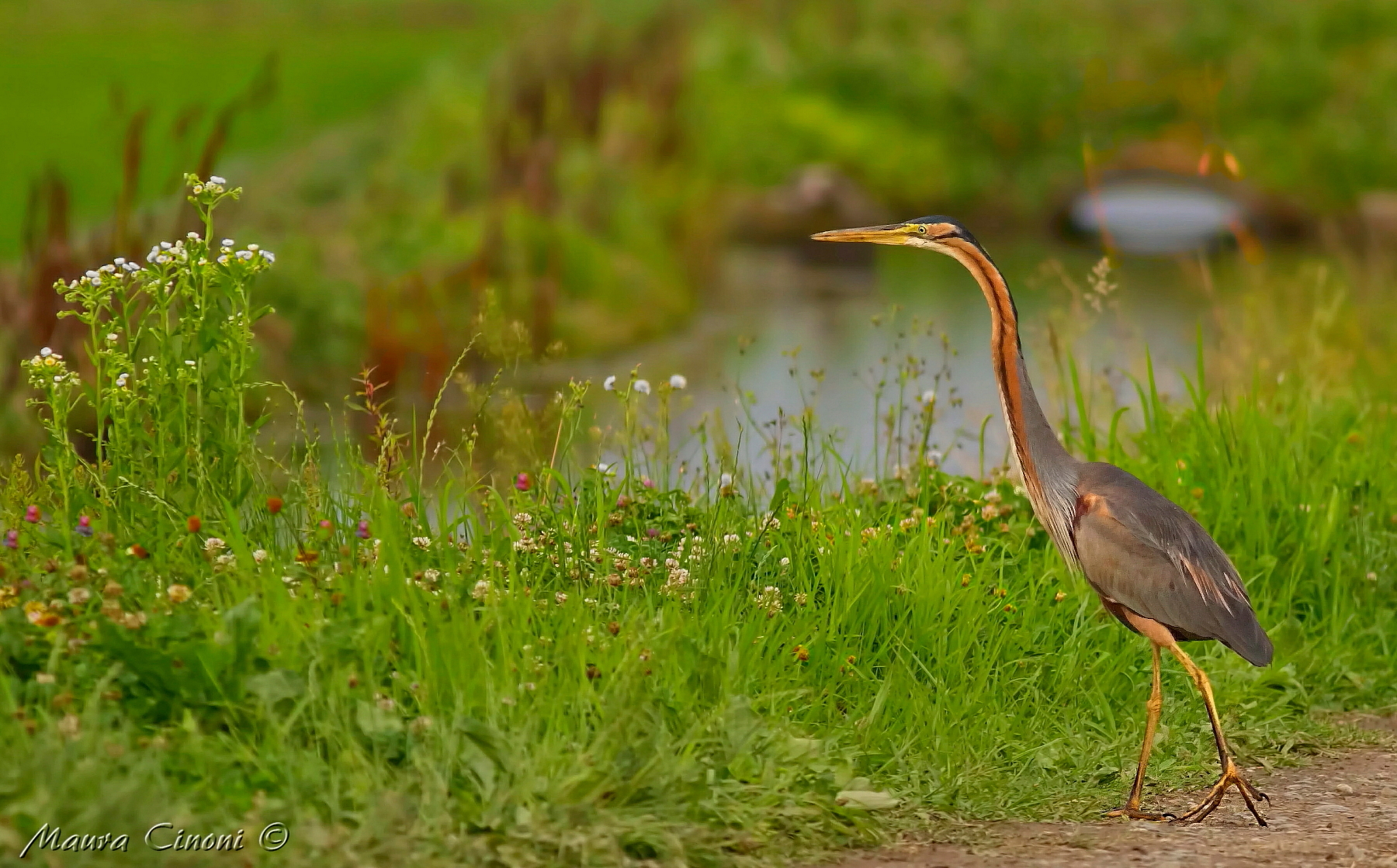 Purple Heron In Environment