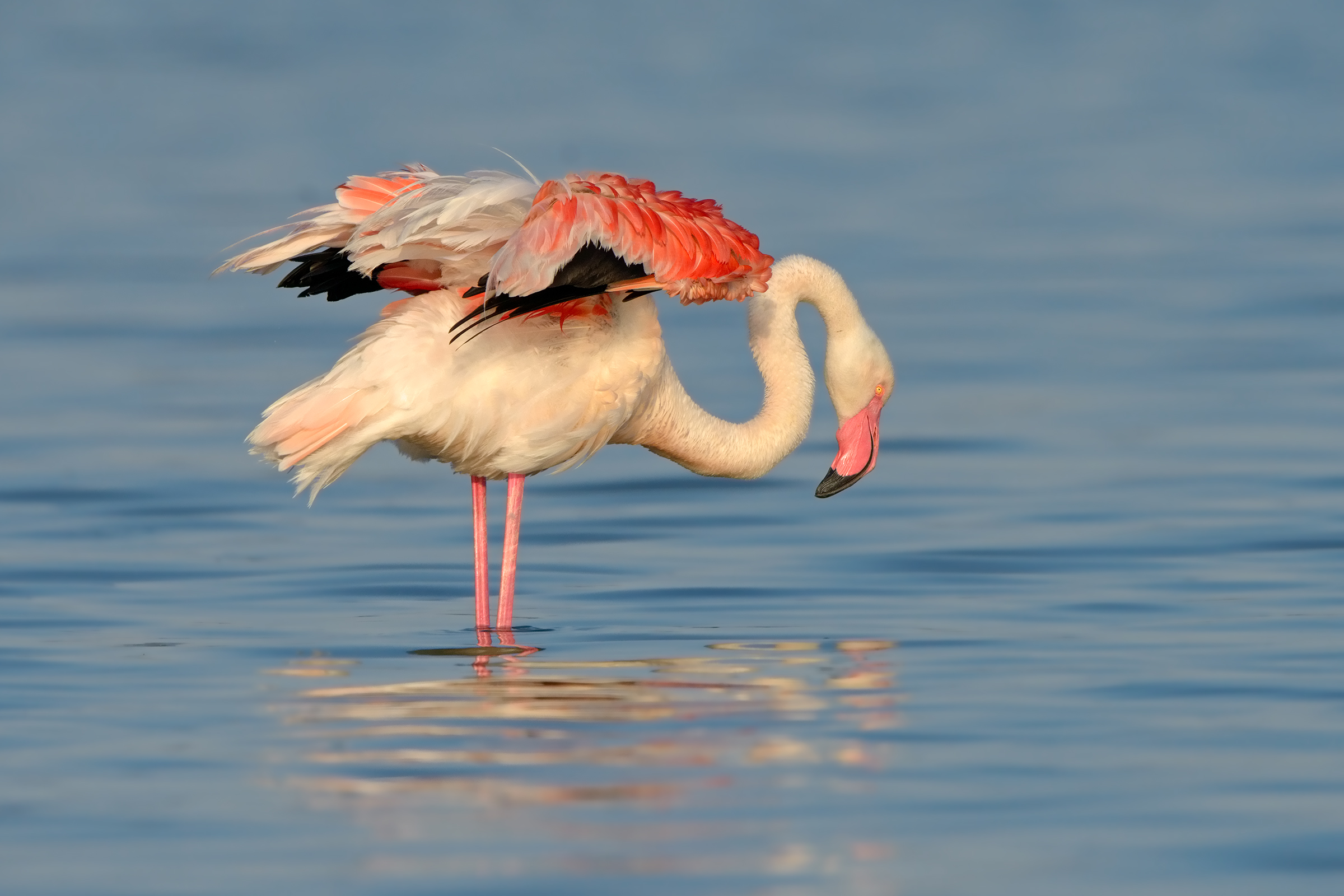 flamingo