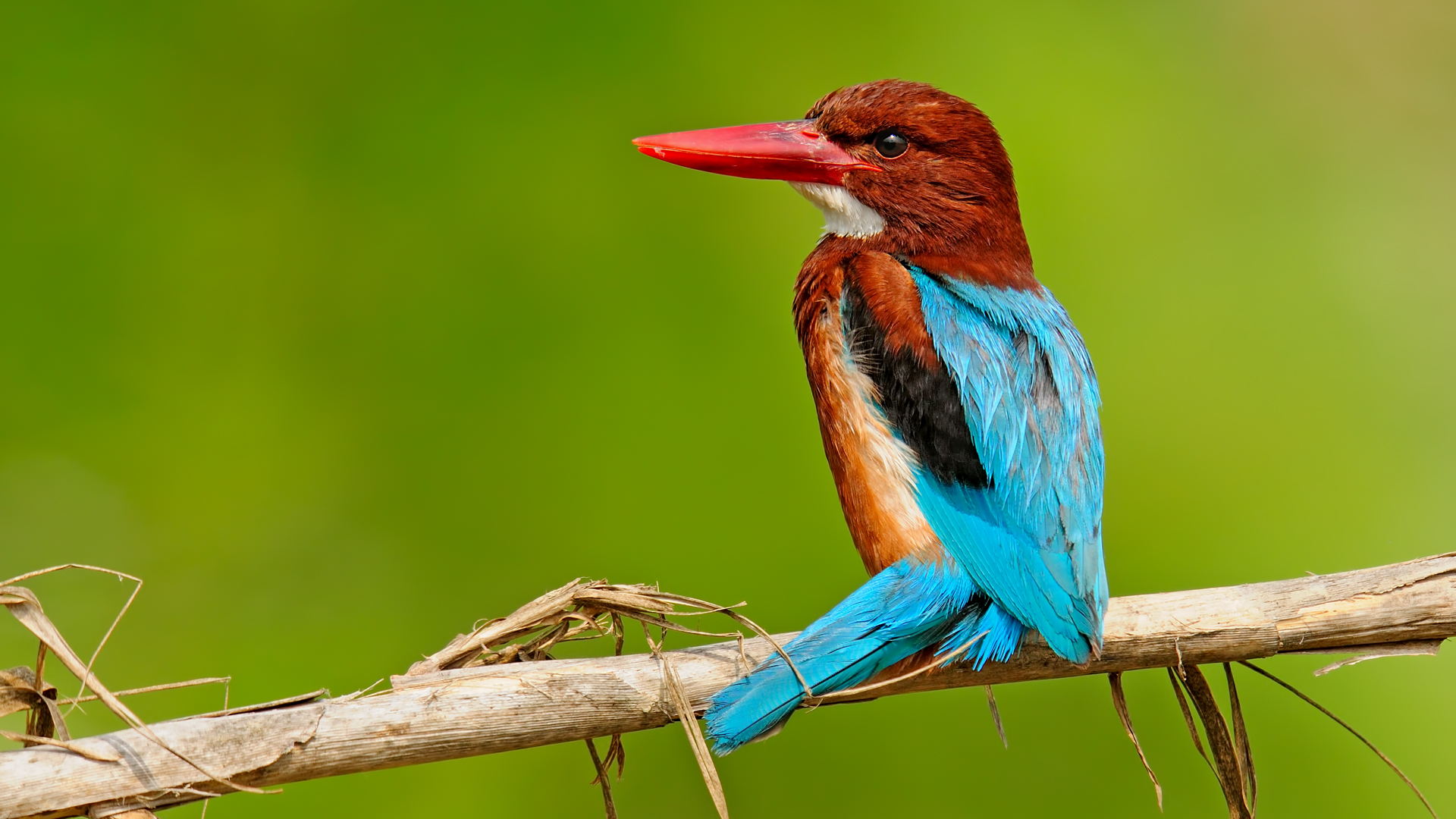 Halcyon smyrnensis »White-throated Kingfisher Adana TR