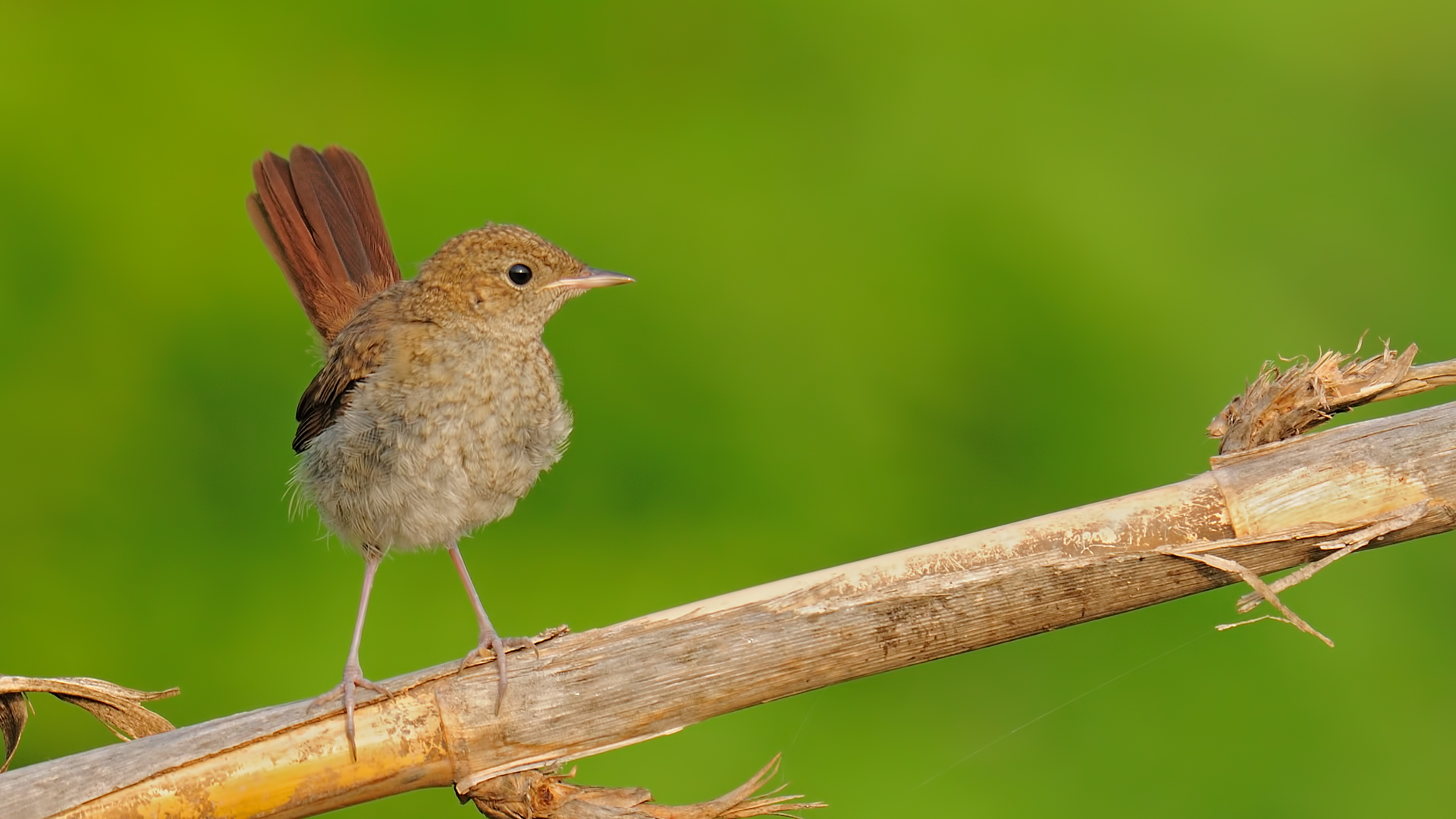 Luscinia megarhynchos »Nightingale adana TR