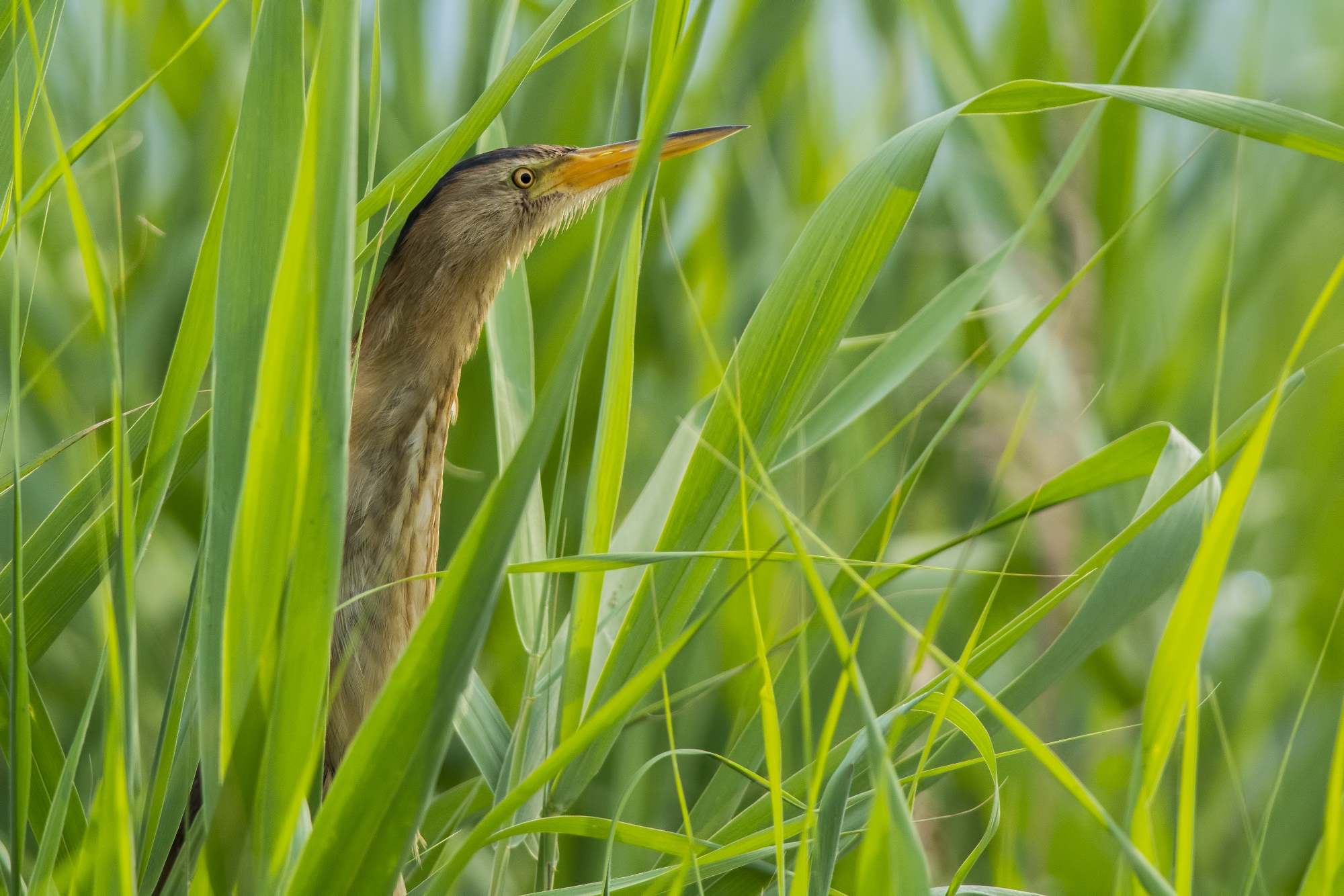 Bittern