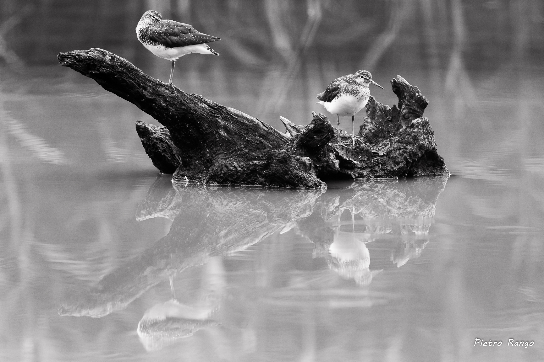 Reflections, in b & w