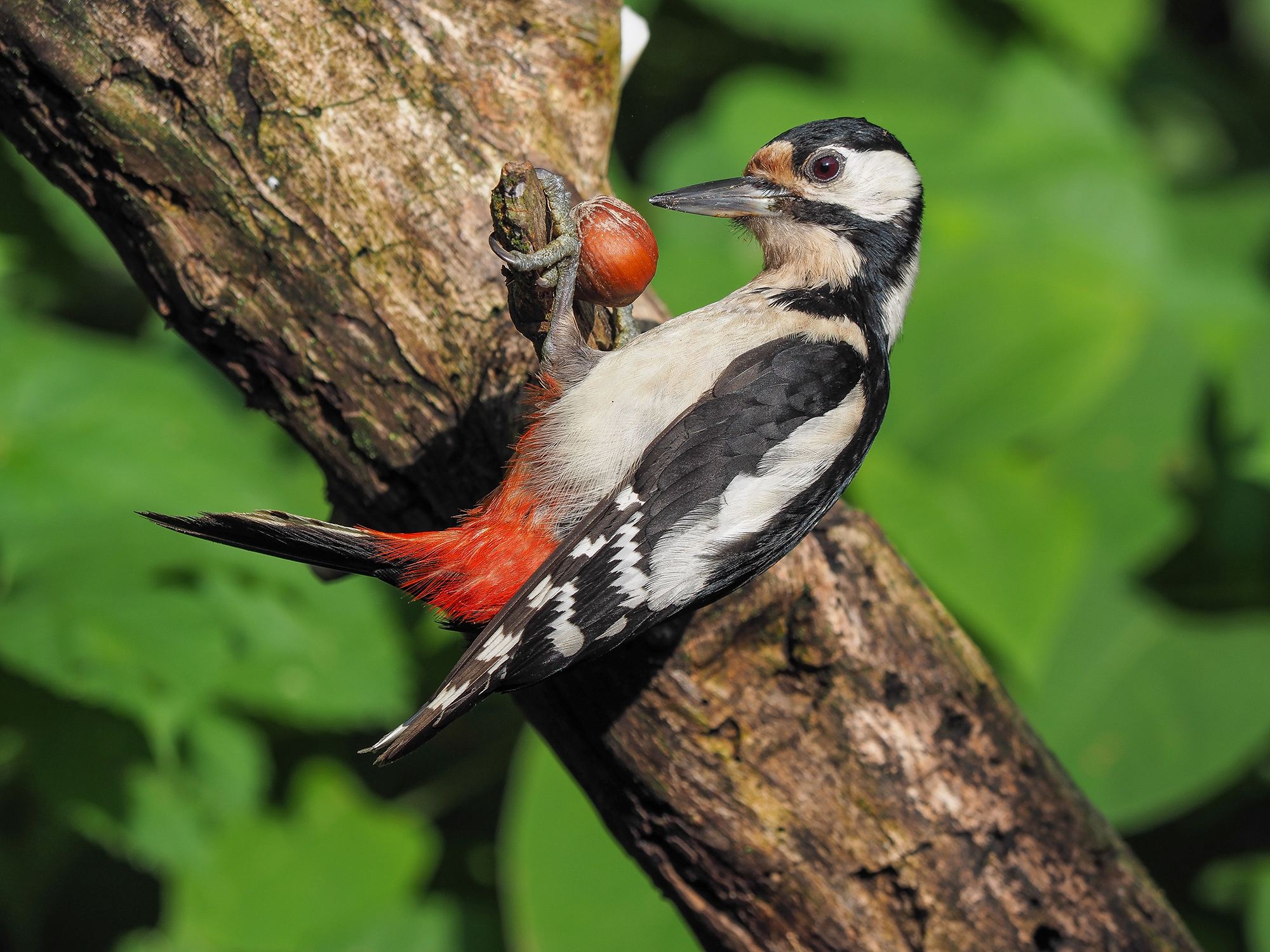 Spotted Woodpecker (female)