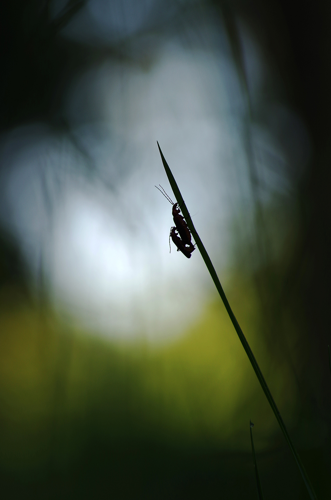 Amore nel sottobosco