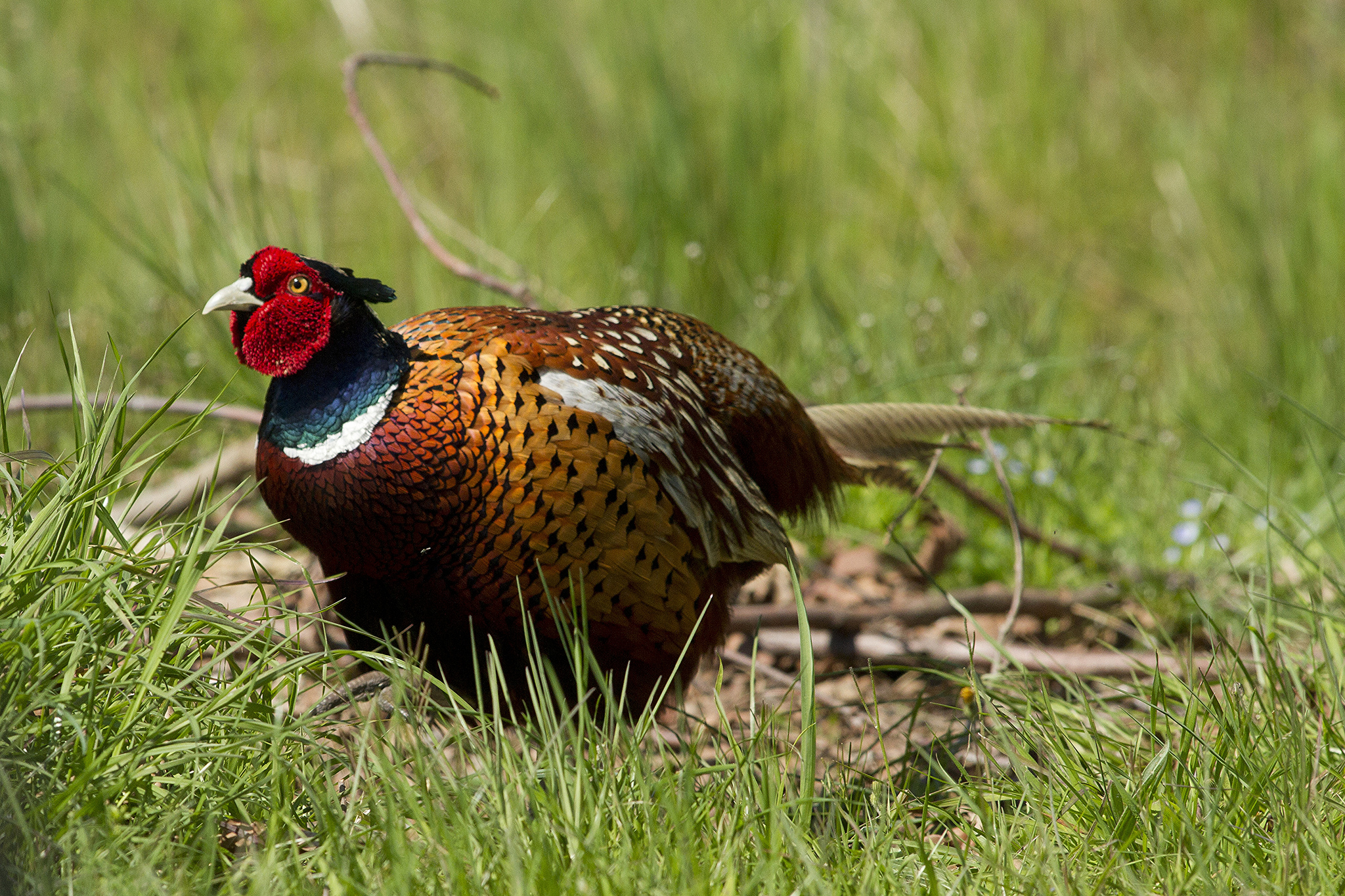 Male common pheasant