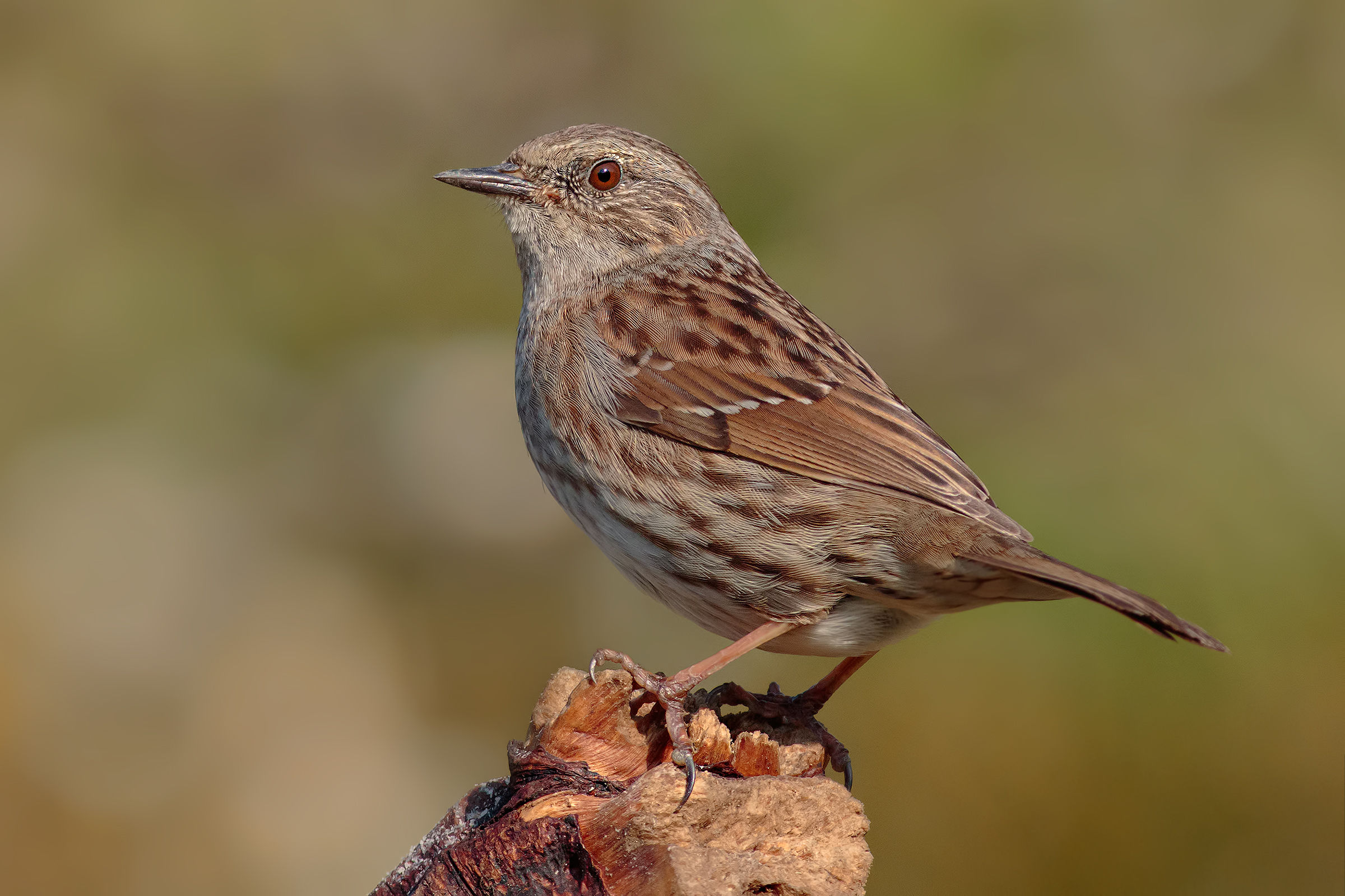 .... Request 7D II to 2000 ISO